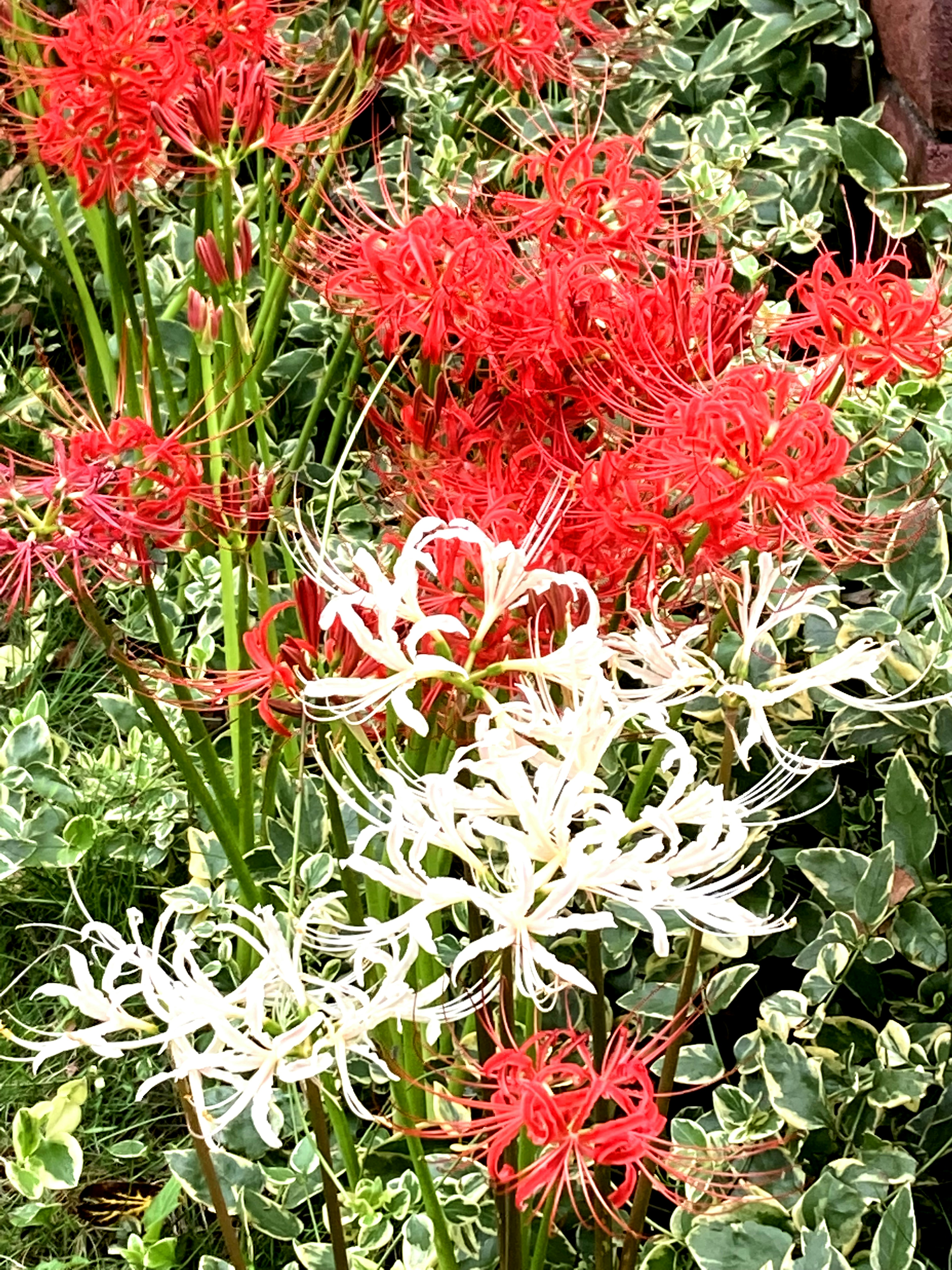 Una scena di giardino con gigli ragno rossi e bianchi