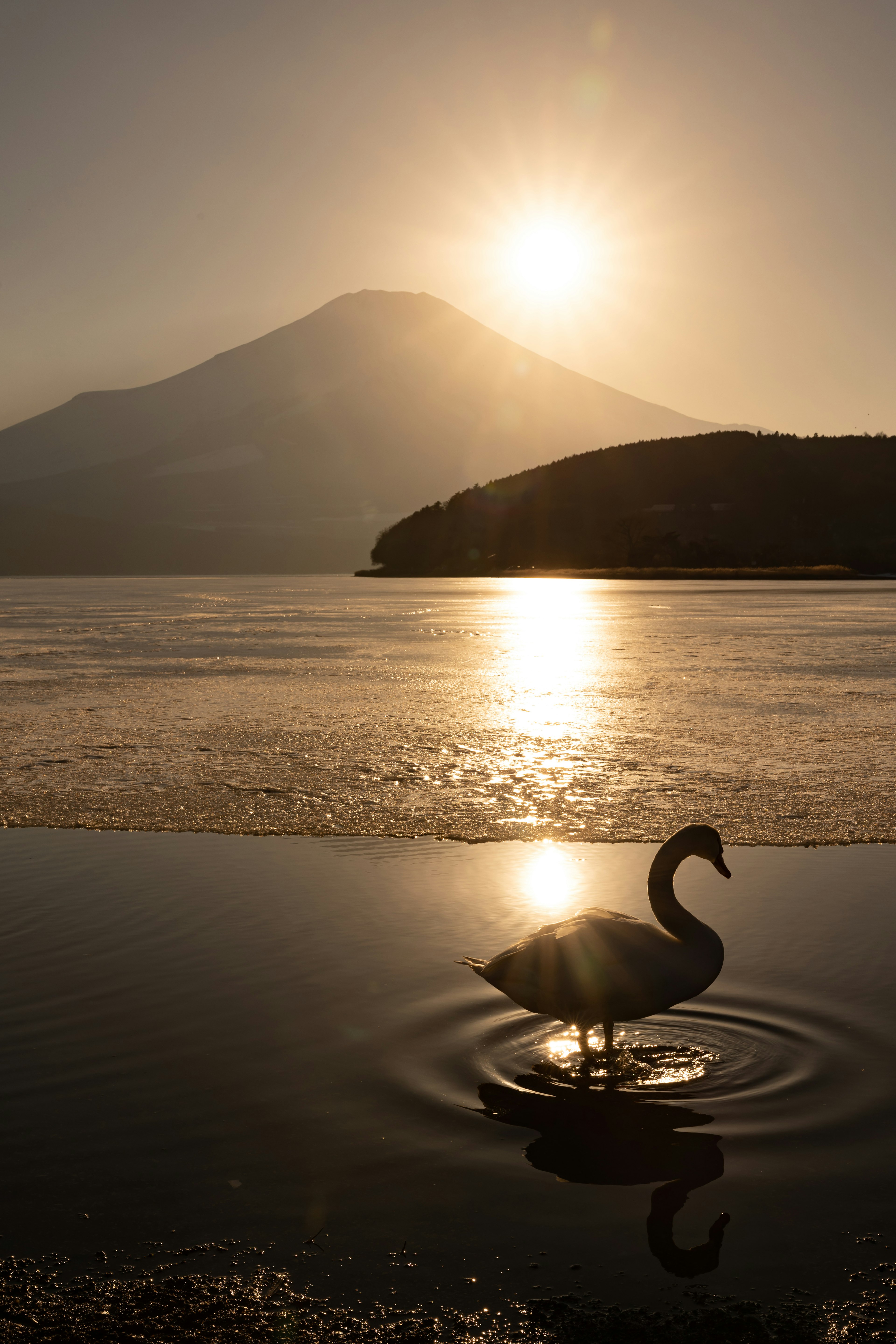 夕日を背景にした湖で泳ぐ白鳥と富士山のシルエット