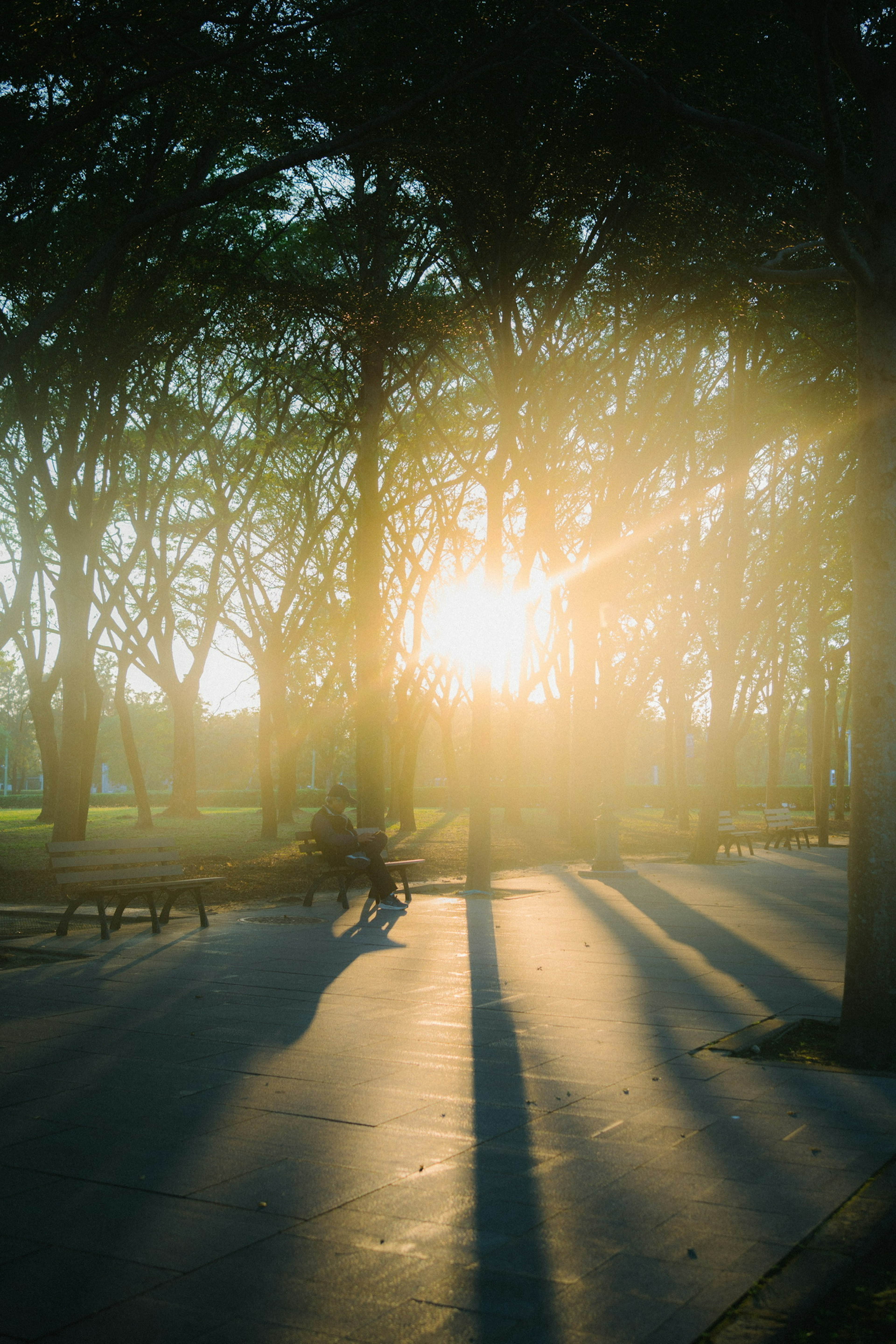 Sonnenaufgang in einem Park mit Baumsilhouetten und langen Schatten