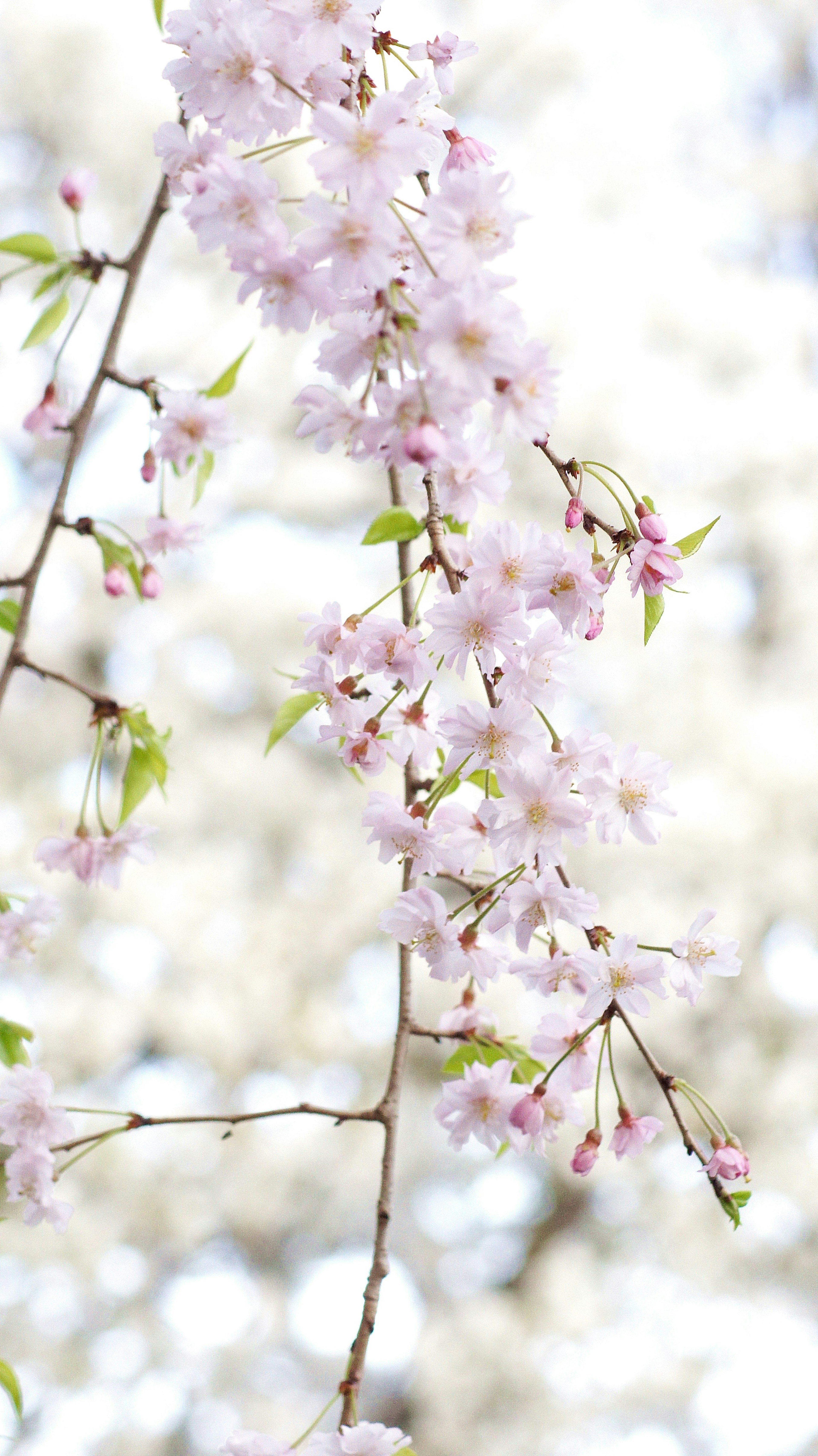 Close-up of pale pink cherry blossoms on a branch