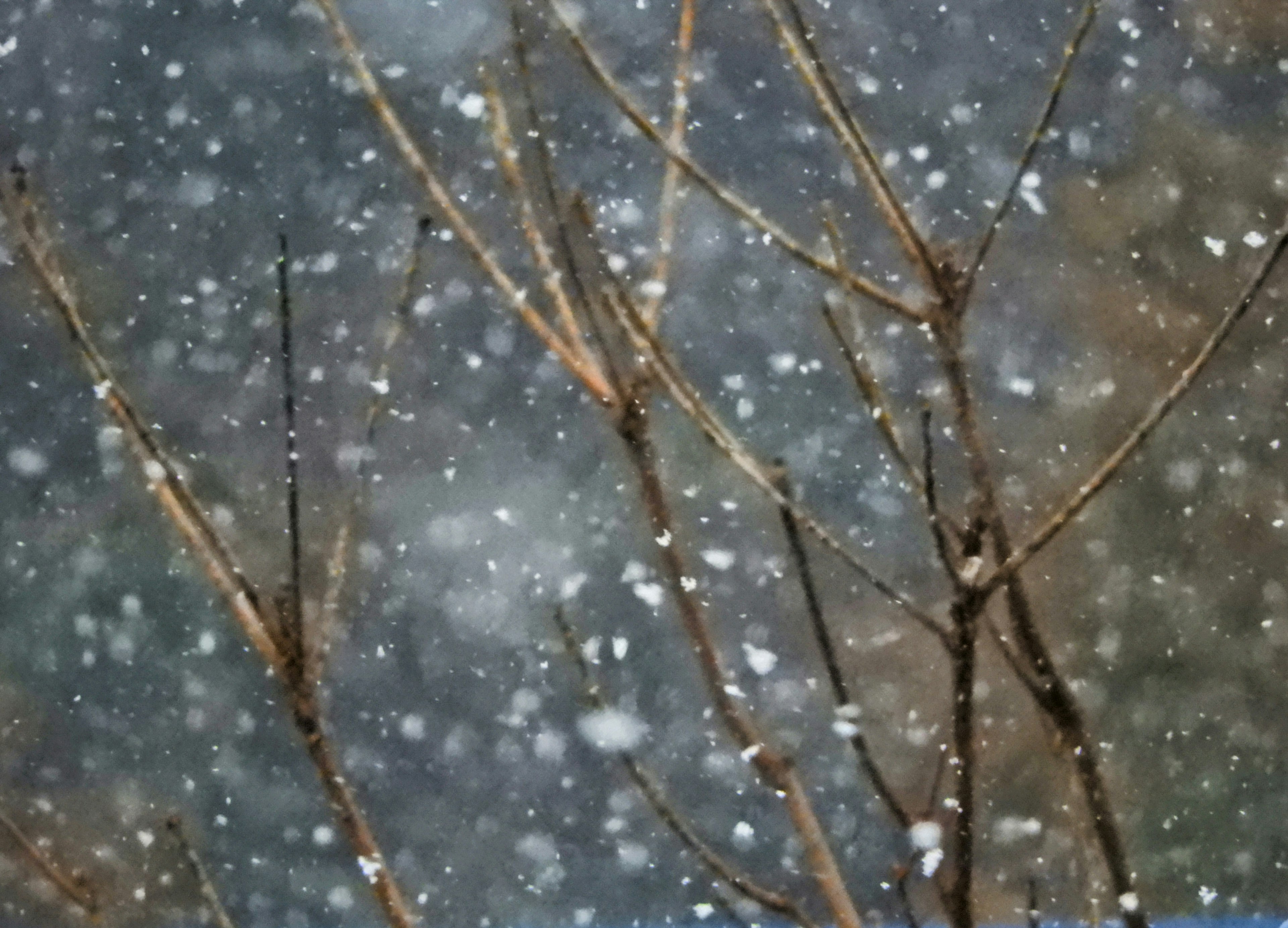 Ramas desnudos en la nieve que cae