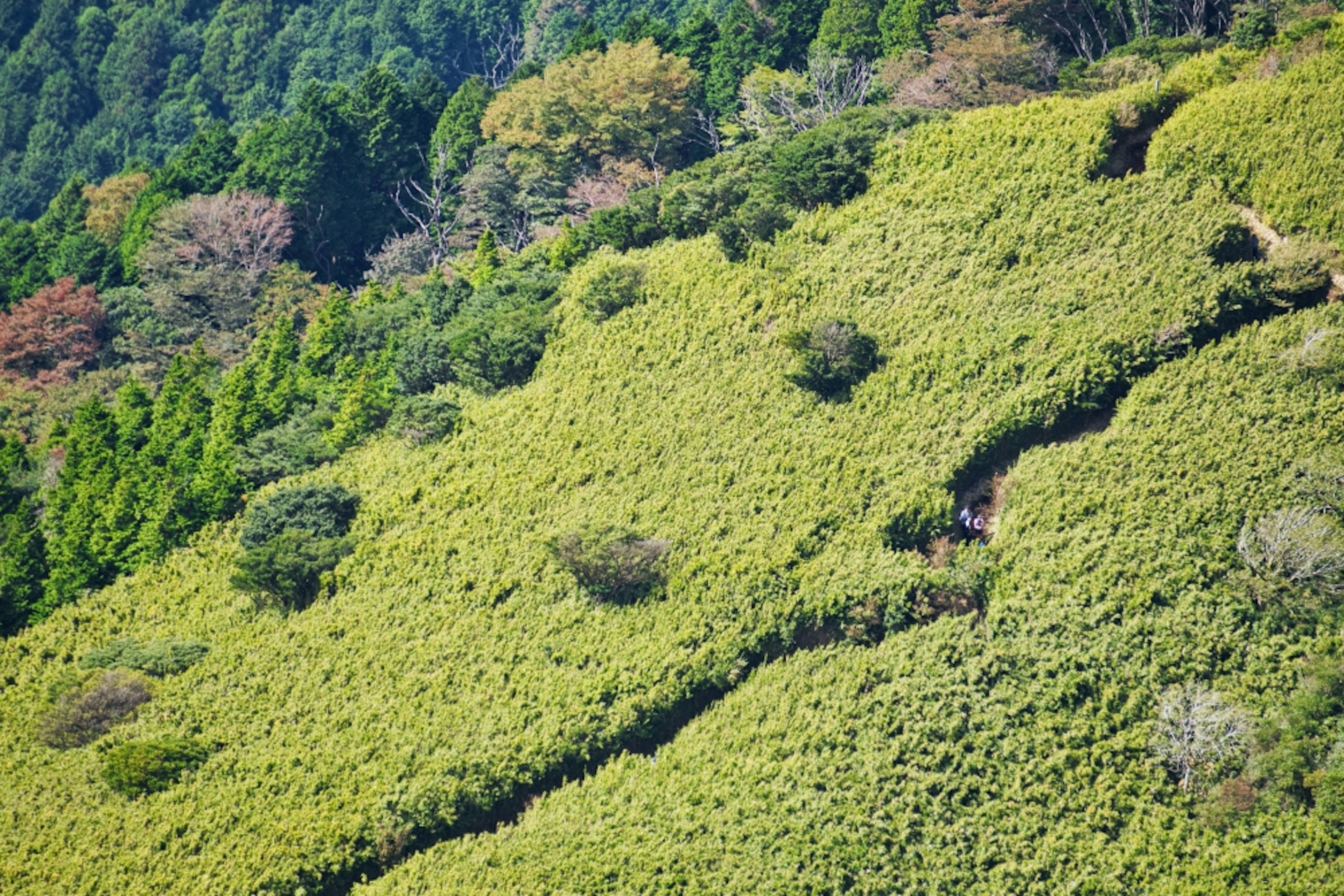 Lush green tea fields on a hillside with tea plants and pathways