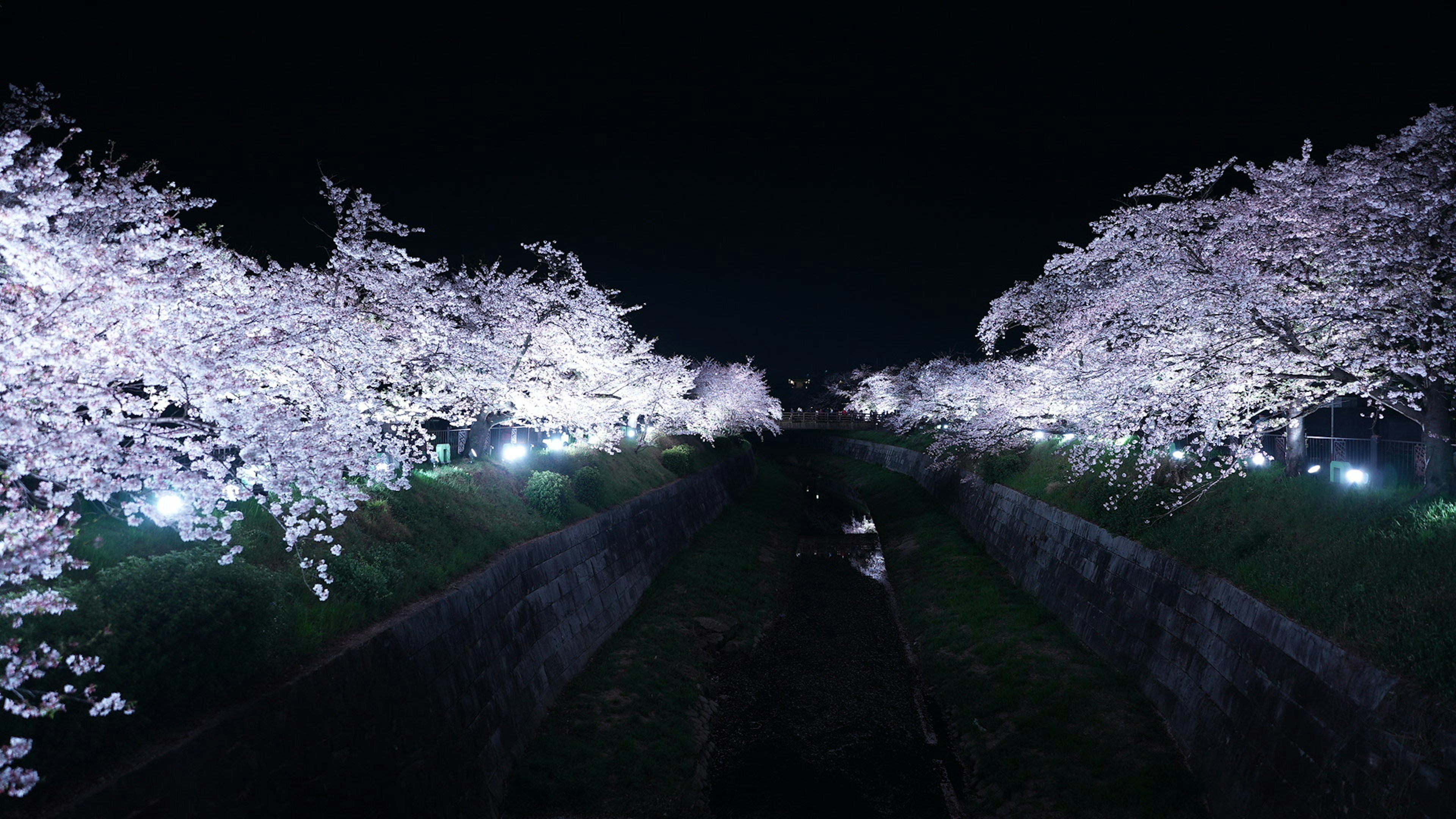 夜桜の美しい光景が広がり川沿いに咲く桜の木がライトアップされている