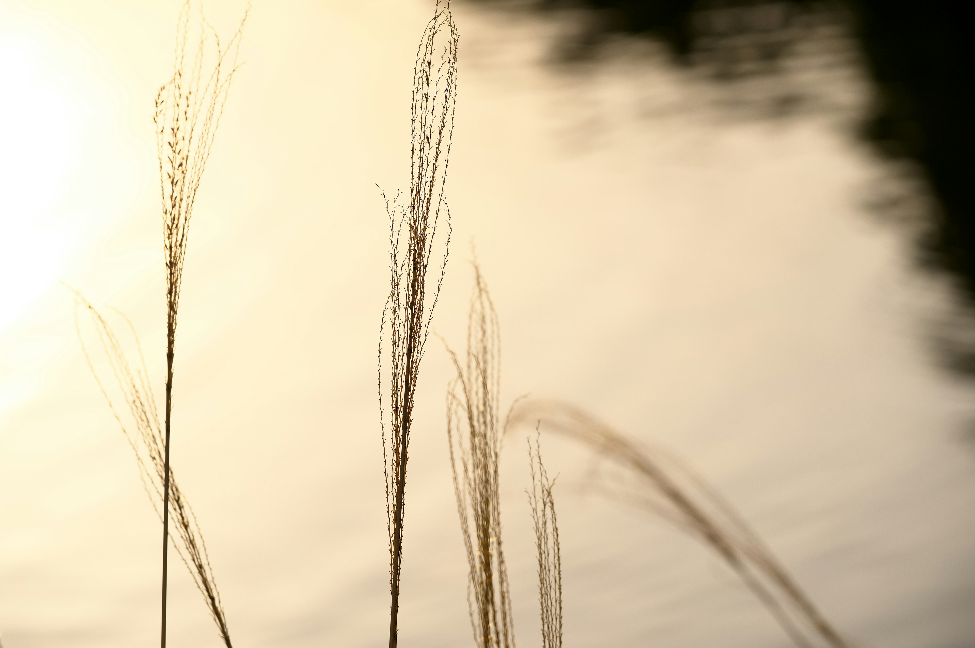 Nahaufnahme von Gras mit Ähren, die sich auf der Wasseroberfläche spiegeln