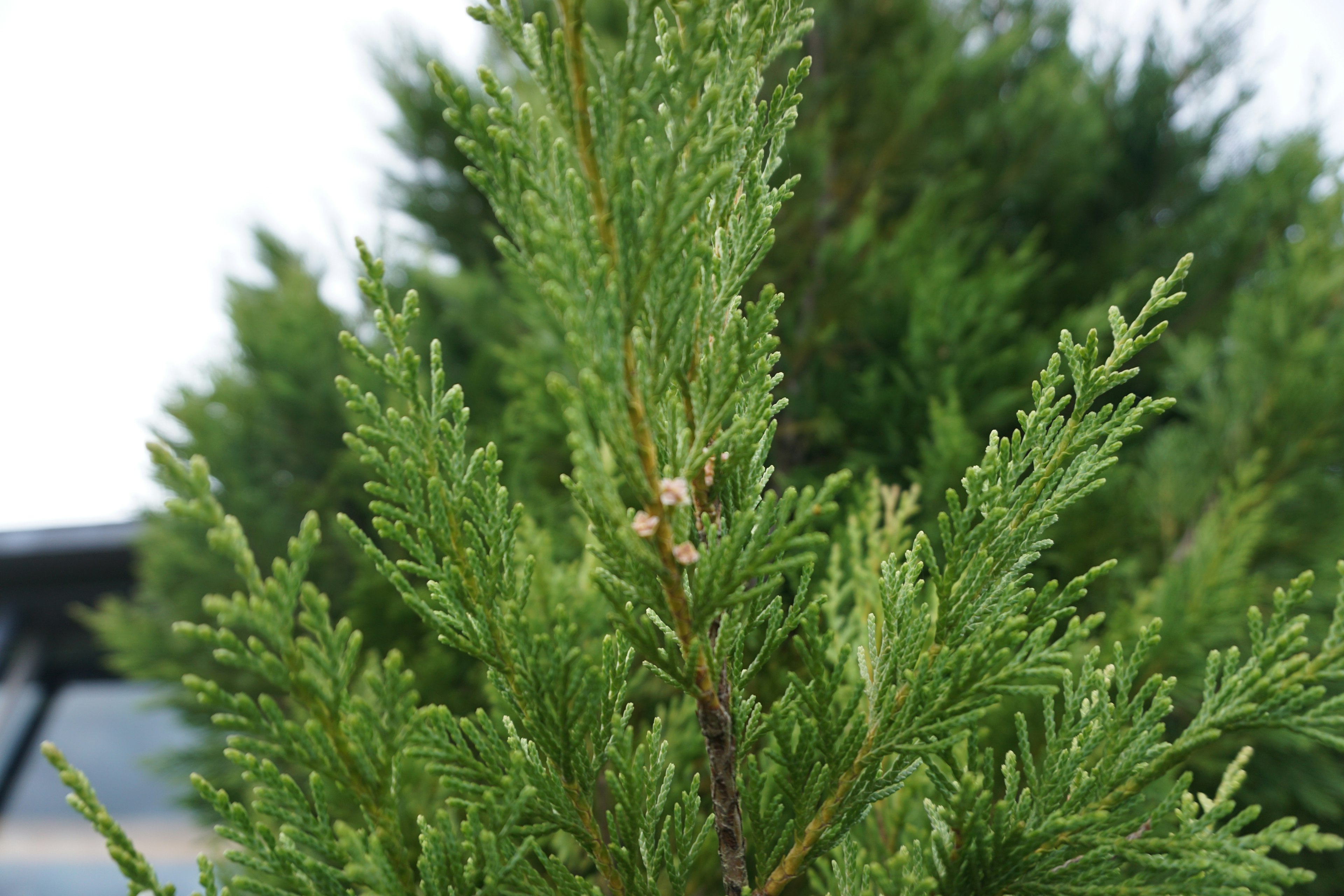 Primo piano delle foglie verdi lussureggianti di un conifero