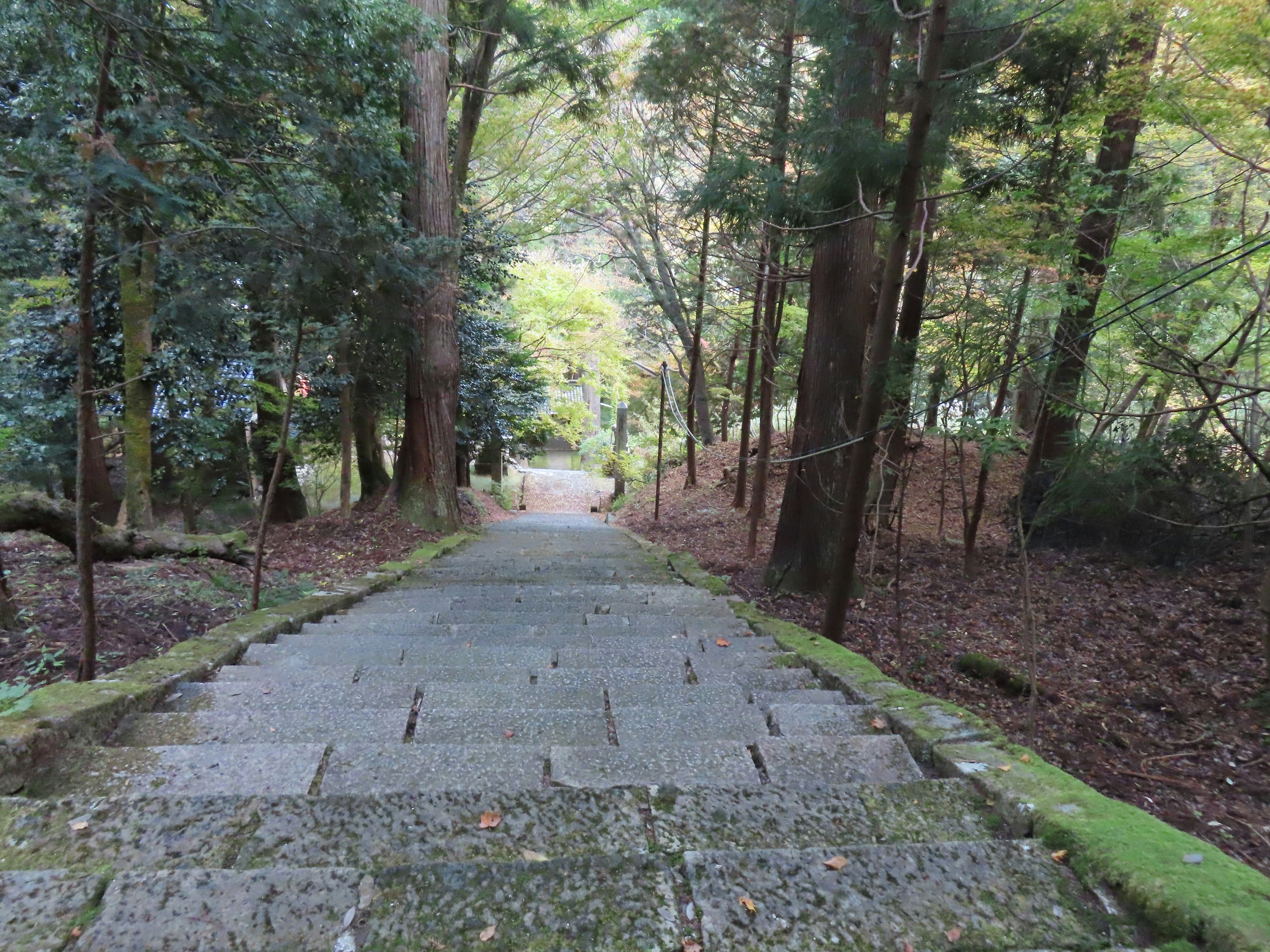 Steinige Treppen, die durch einen üppigen grünen Wald führen