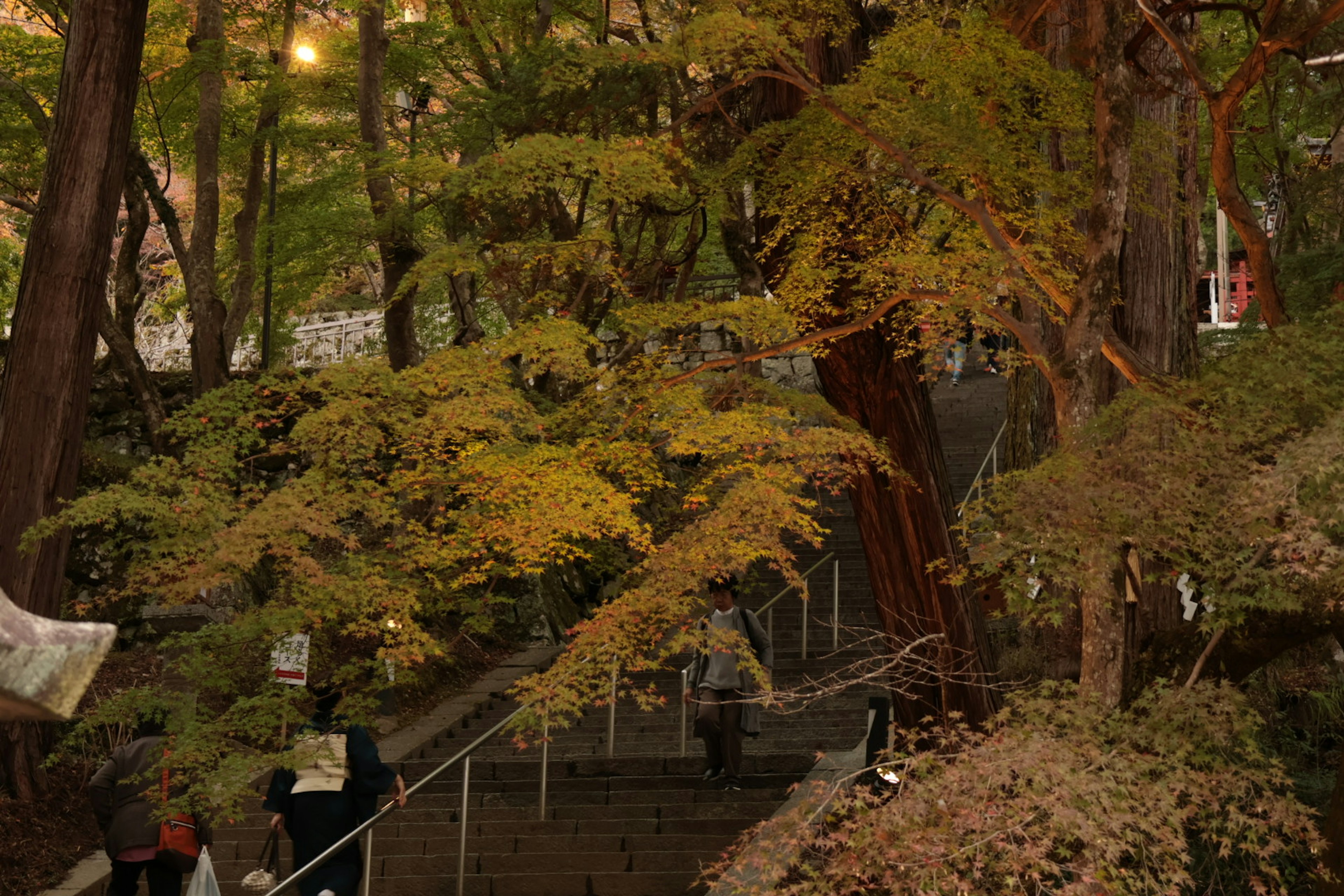 黄色い葉を持つ木々と階段が見える秋の風景