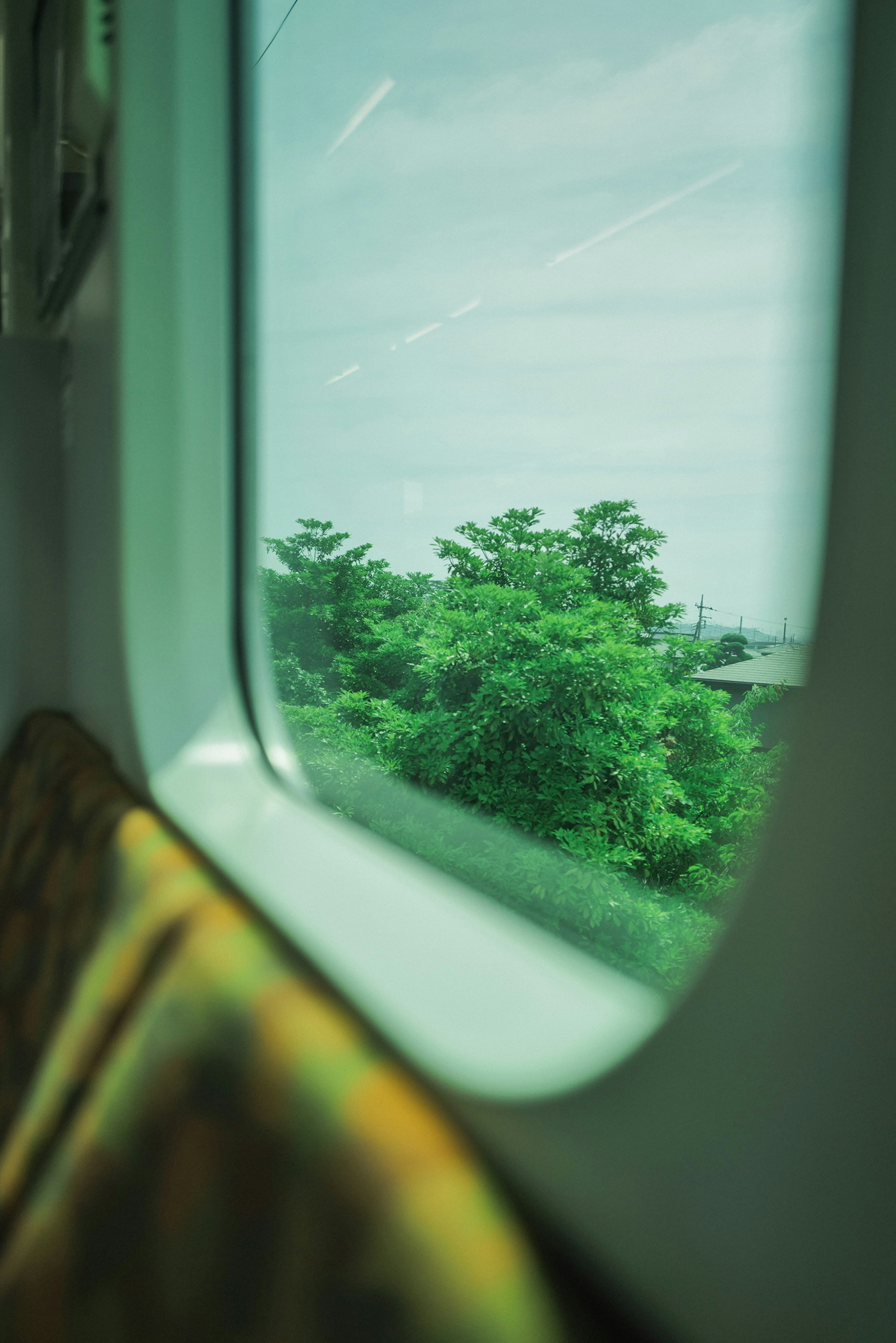 View of green trees through a train window