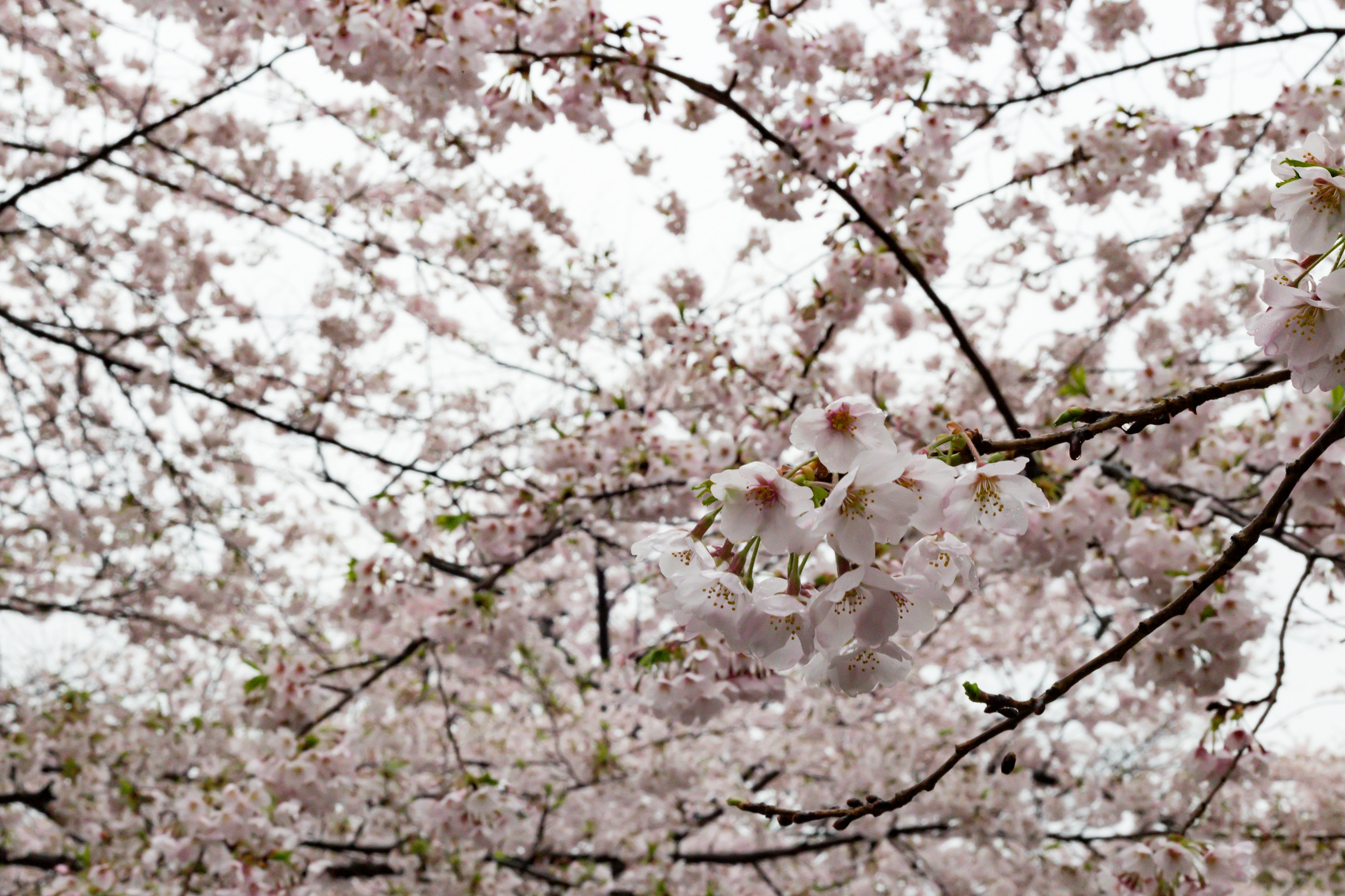 Close-up of cherry blossom branches in bloom