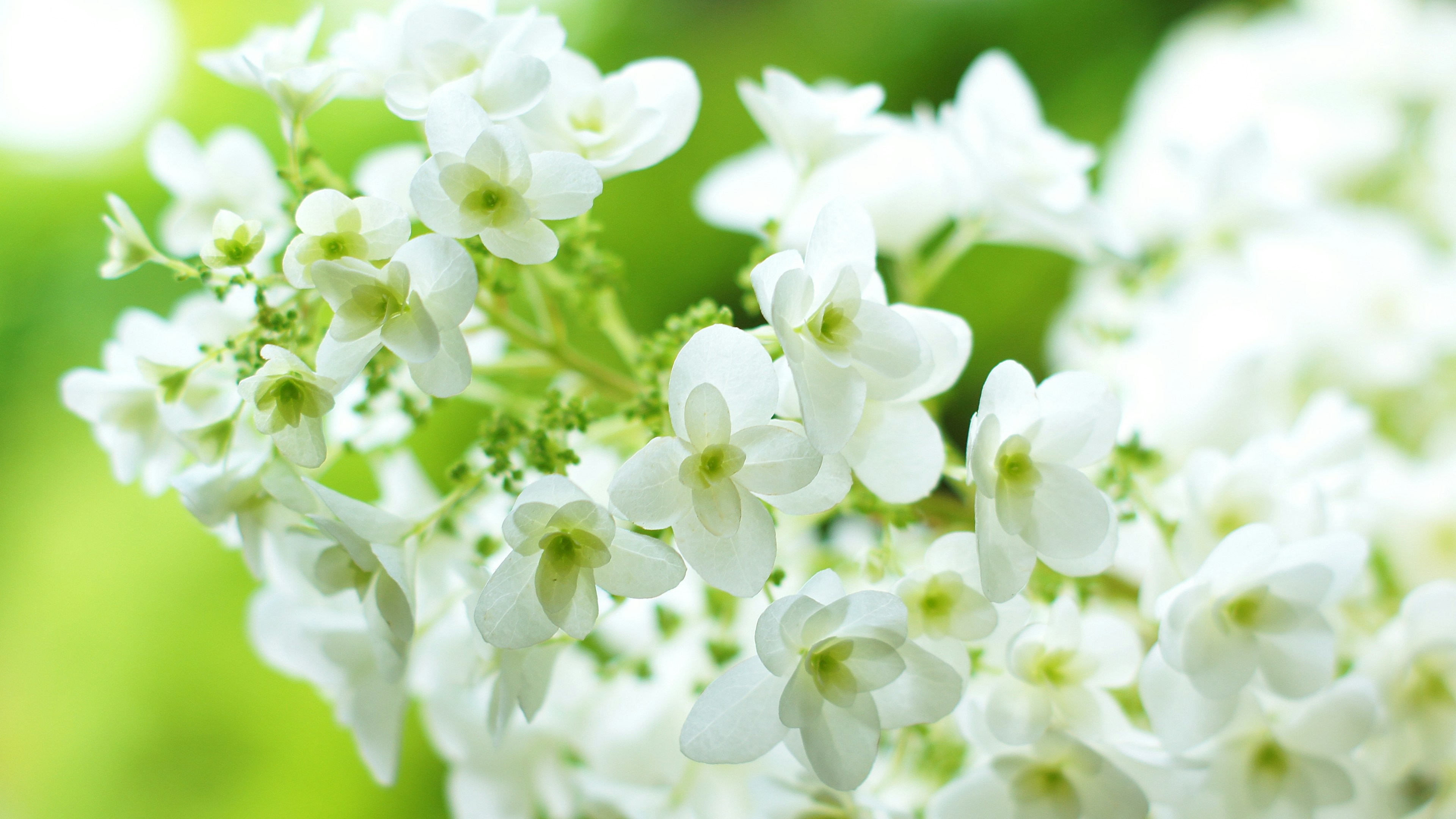 Close-up of white flowers against a green background