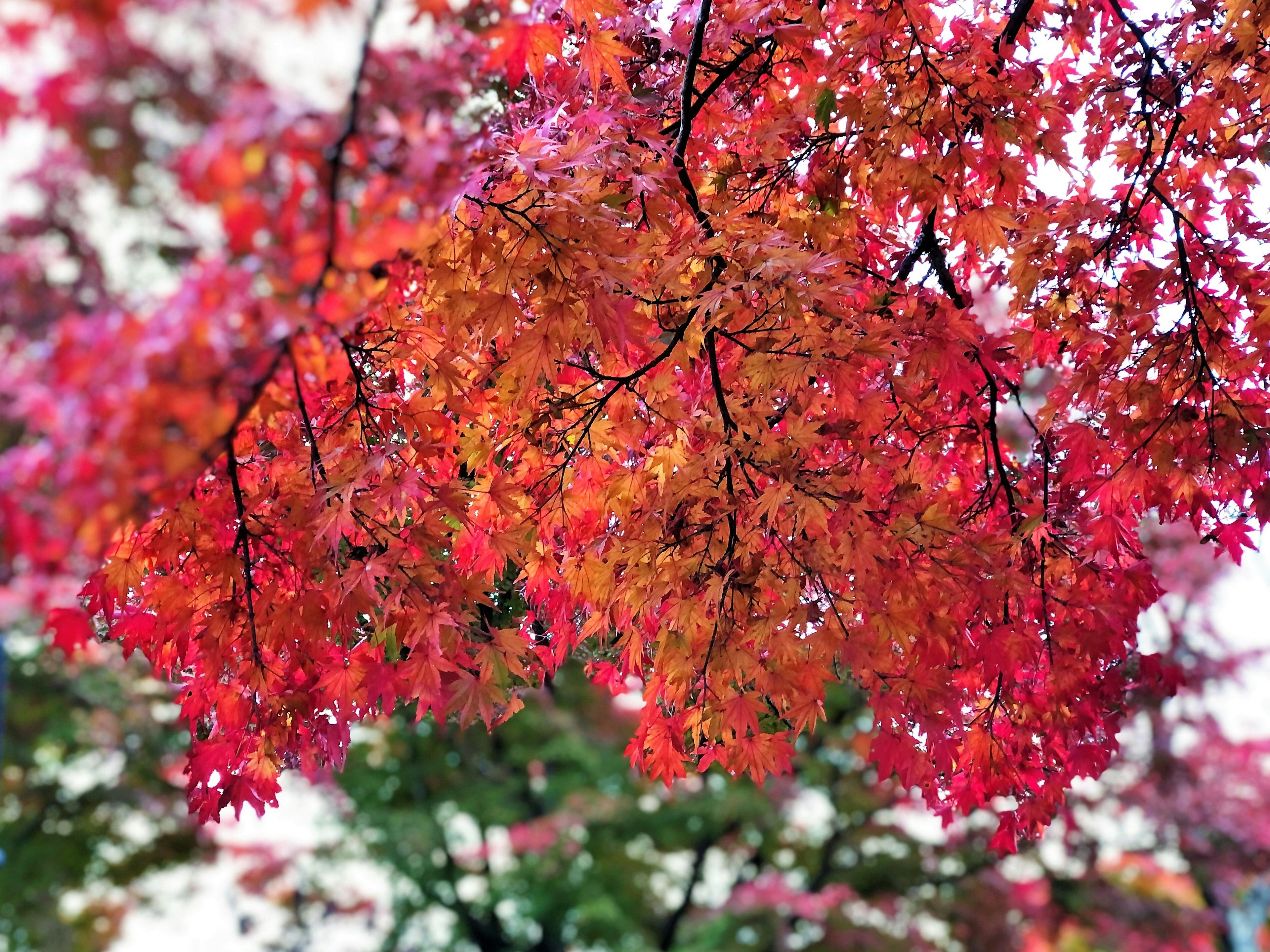 樹枝上鮮豔的紅色和橙色秋葉