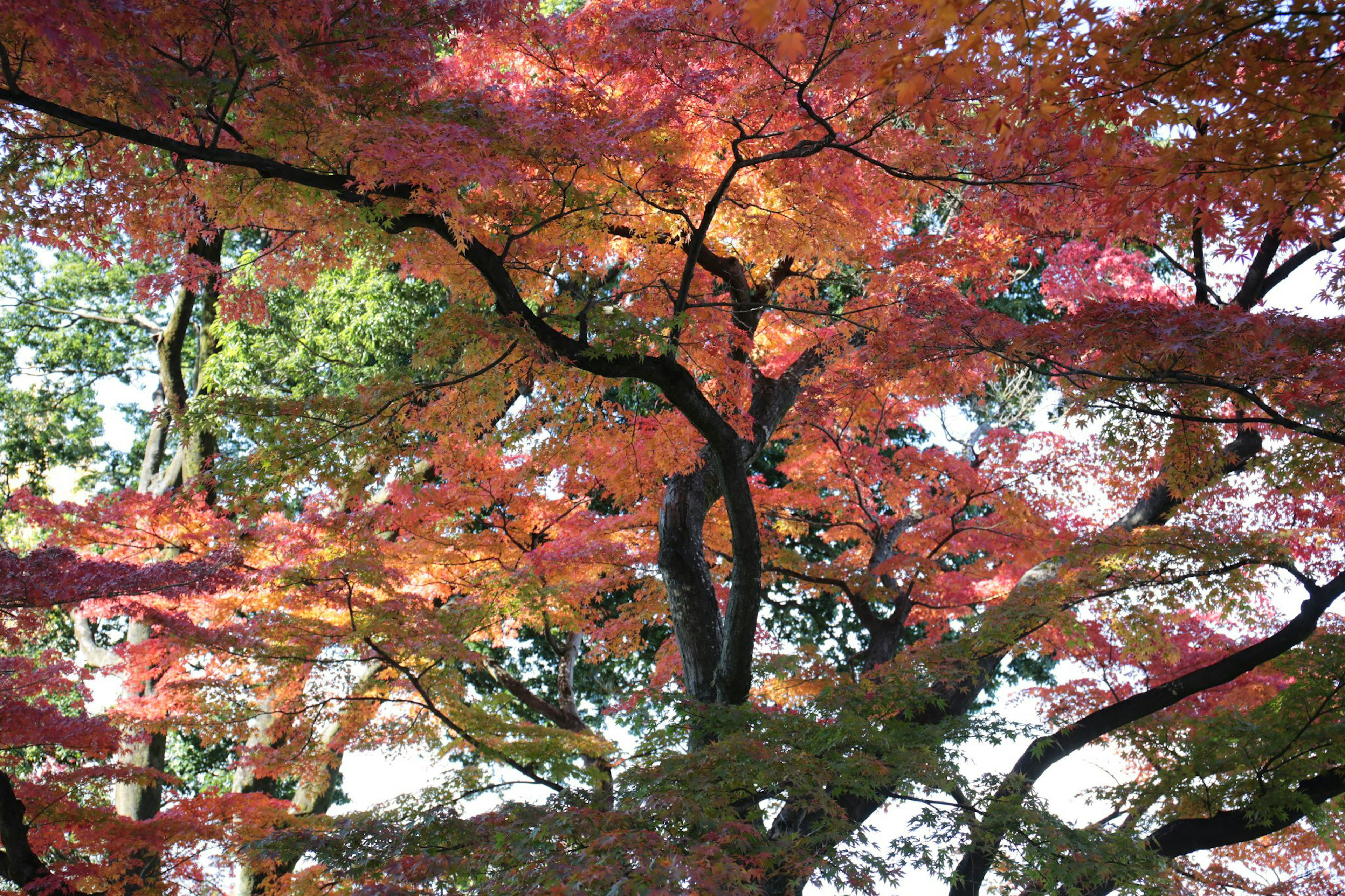 Hermosa escena de ramas de árbol con hojas rojas y naranjas