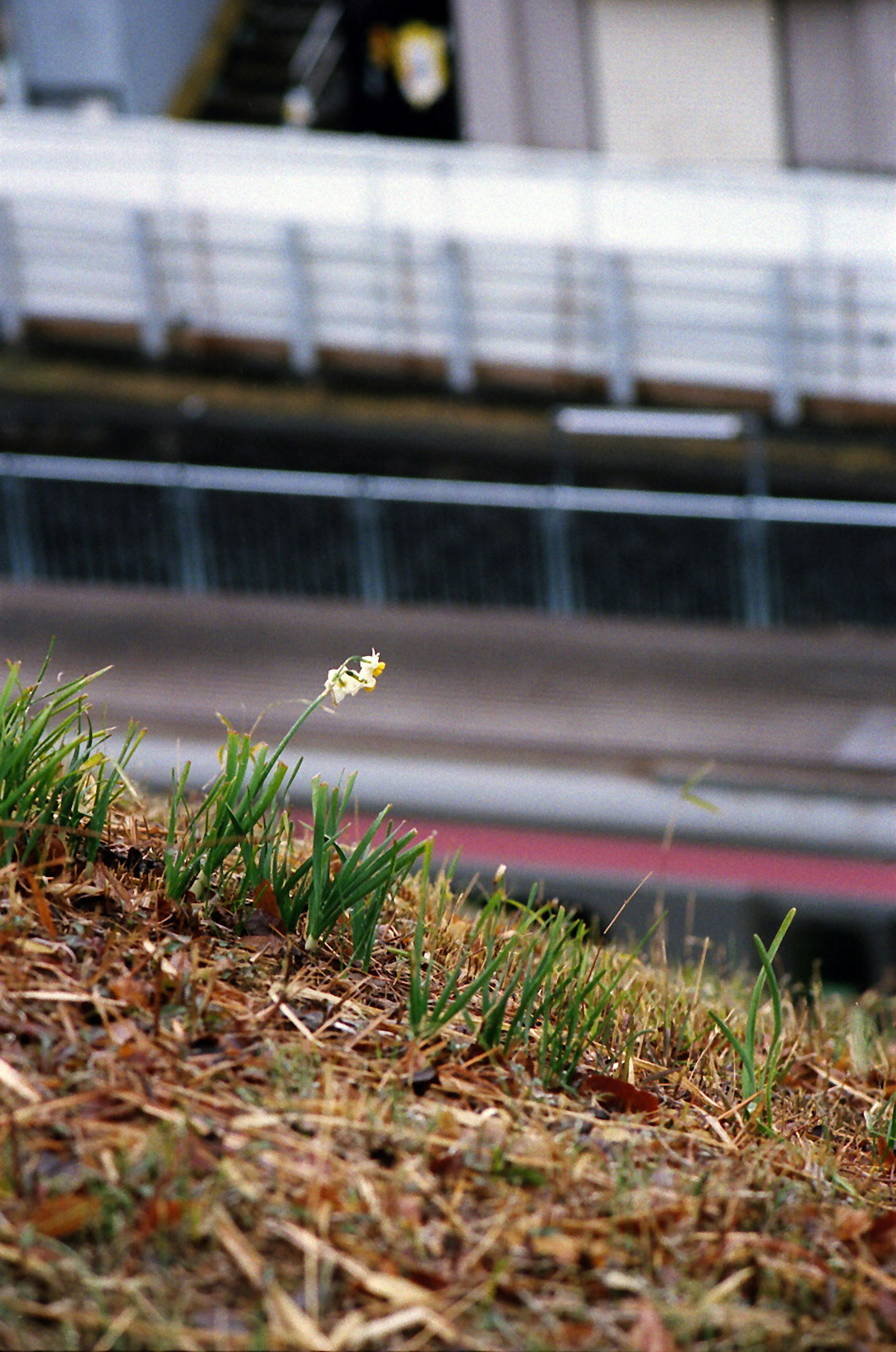 Eine kleine Blume, die auf einem Hügel blüht, mit einer Straße im Hintergrund