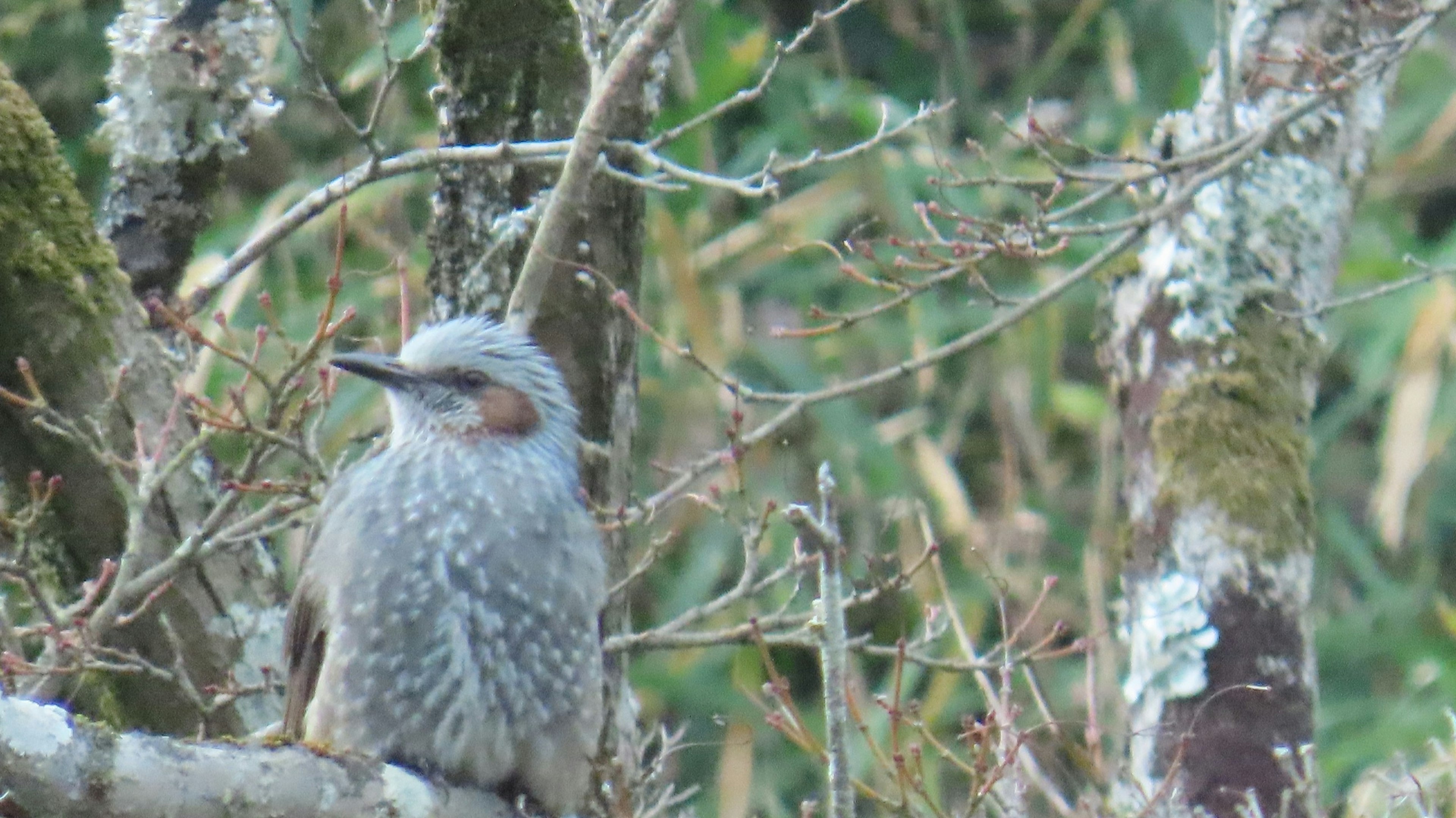 Gambar burung kecil abu-abu bertengger di dahan pohon