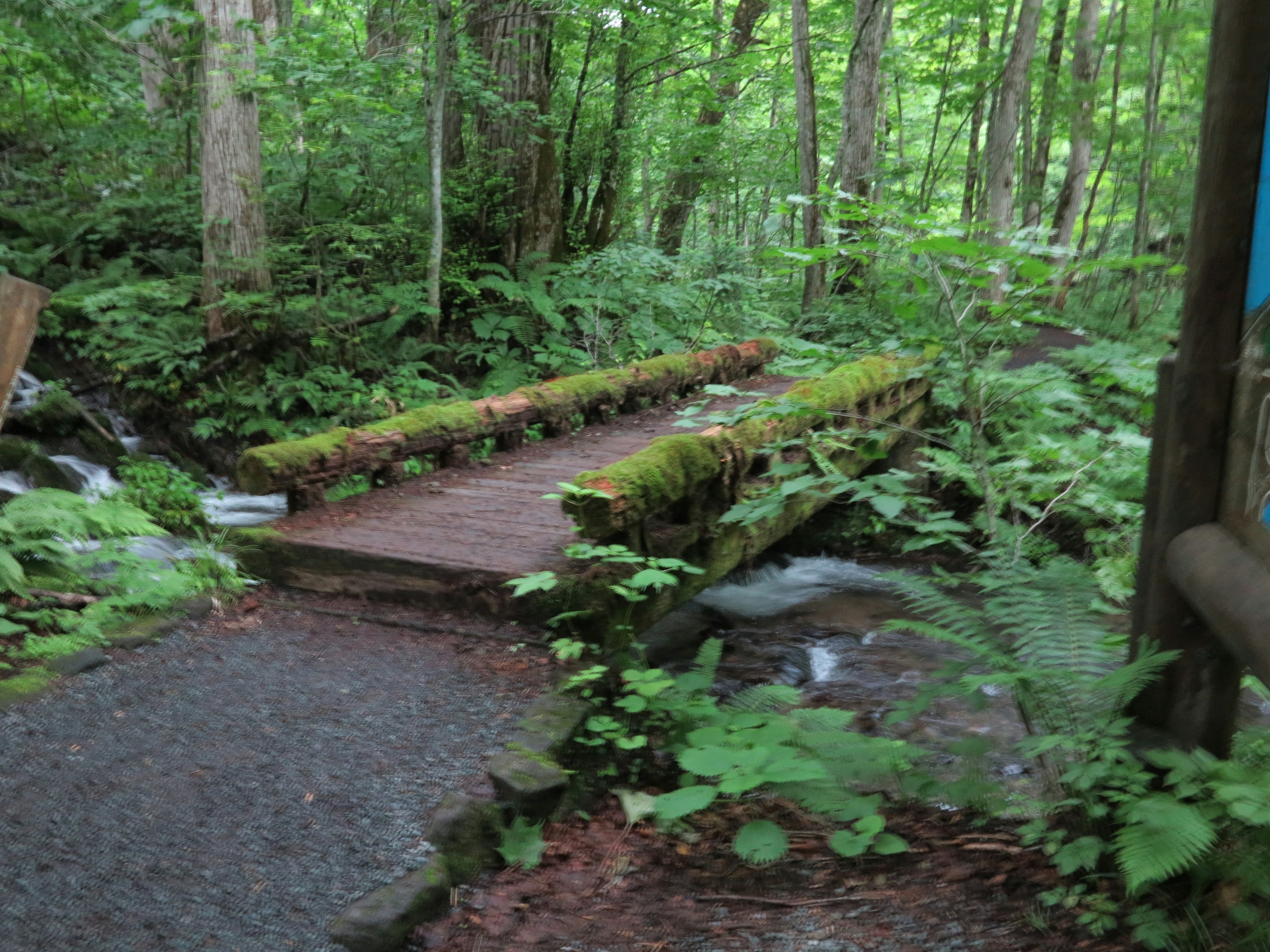 Holzbrücke über einen Bach in einem üppigen grünen Wald