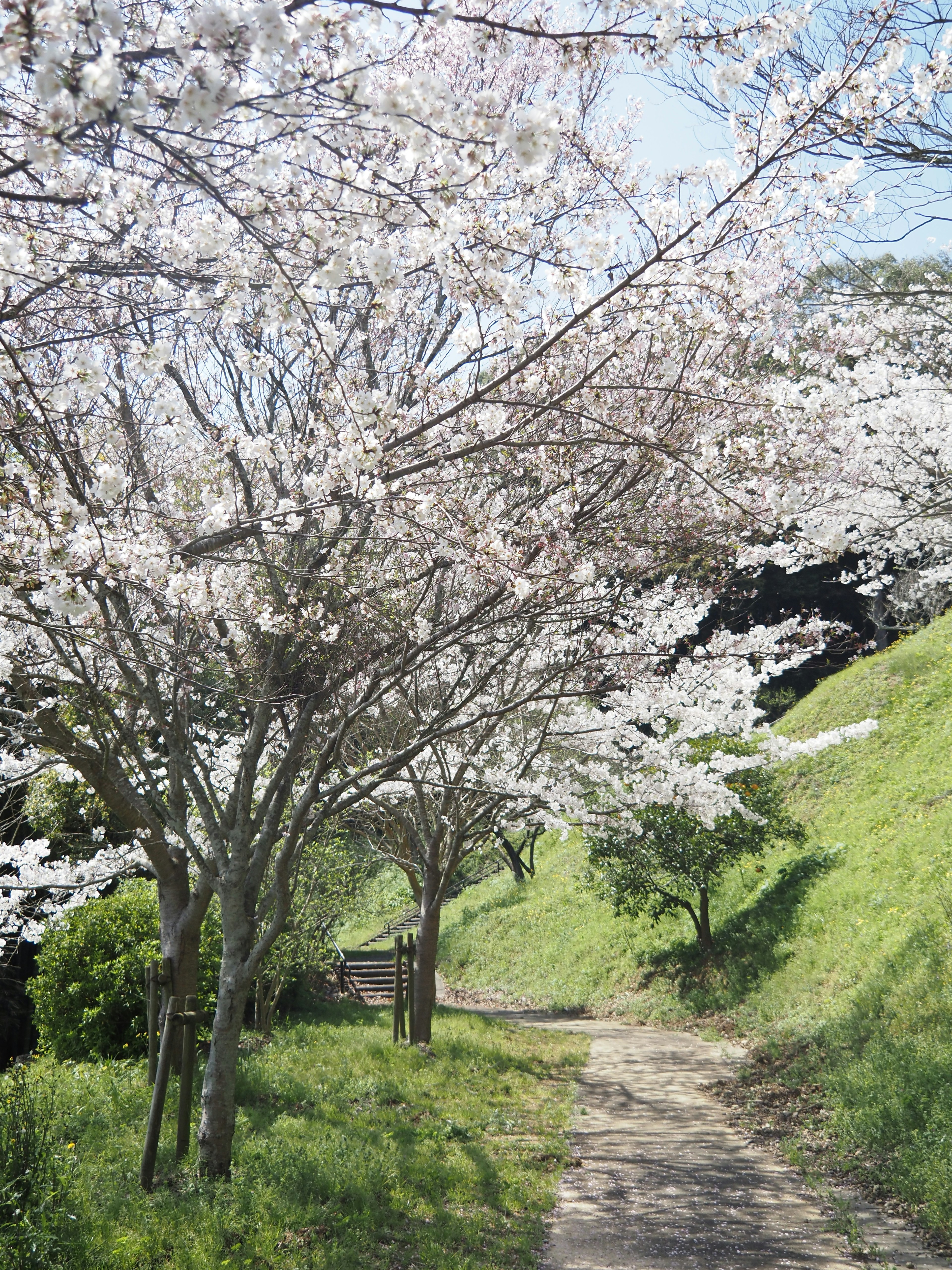 桜の木が並ぶ緑の小道の風景