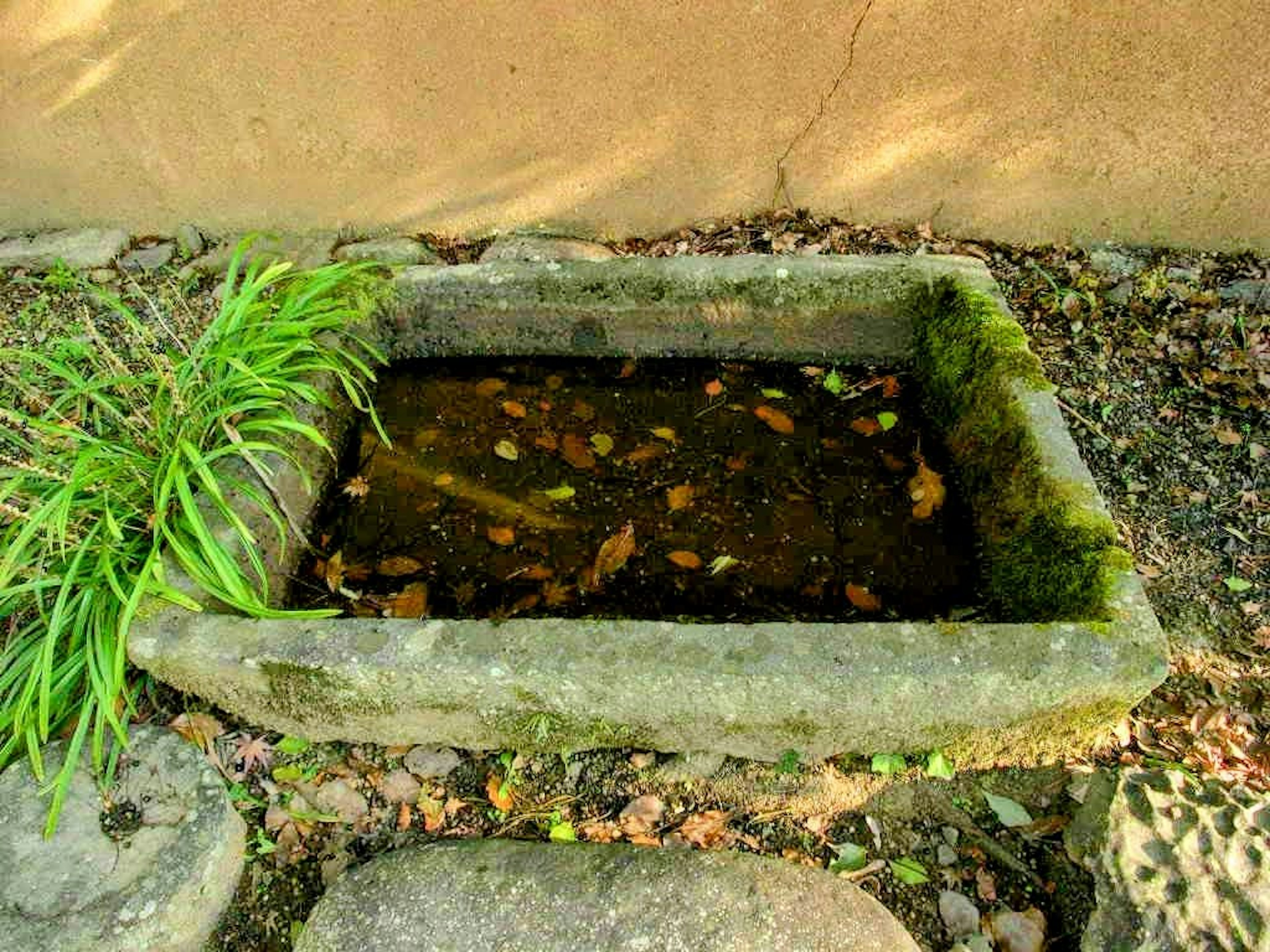 Stagno in pietra con acqua e foglie galleggianti circondato da piante verdi