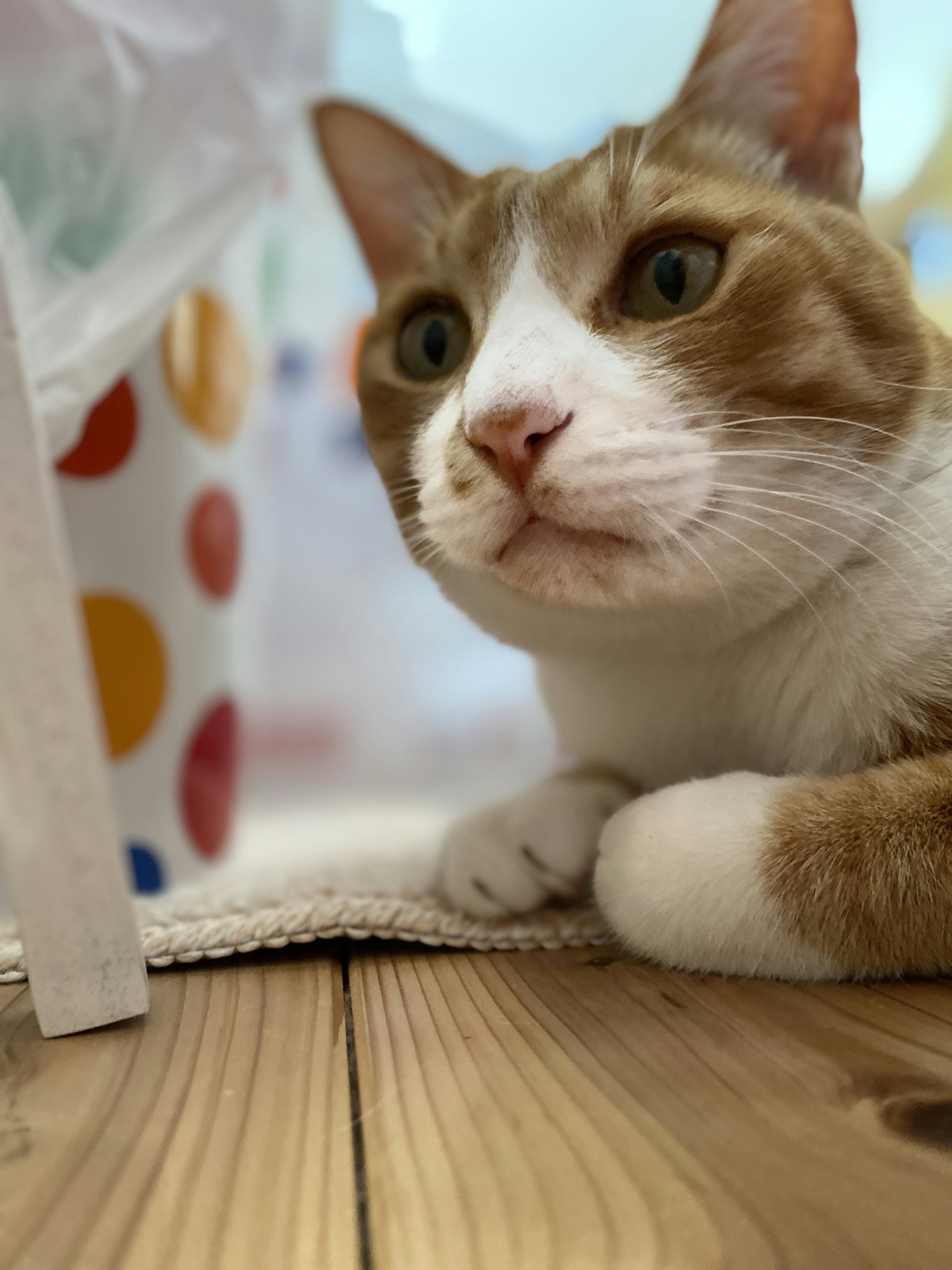 Eine braun-weiße Katze liegt auf einem Holzboden mit einer bunten gepunkteten Tasche im Hintergrund