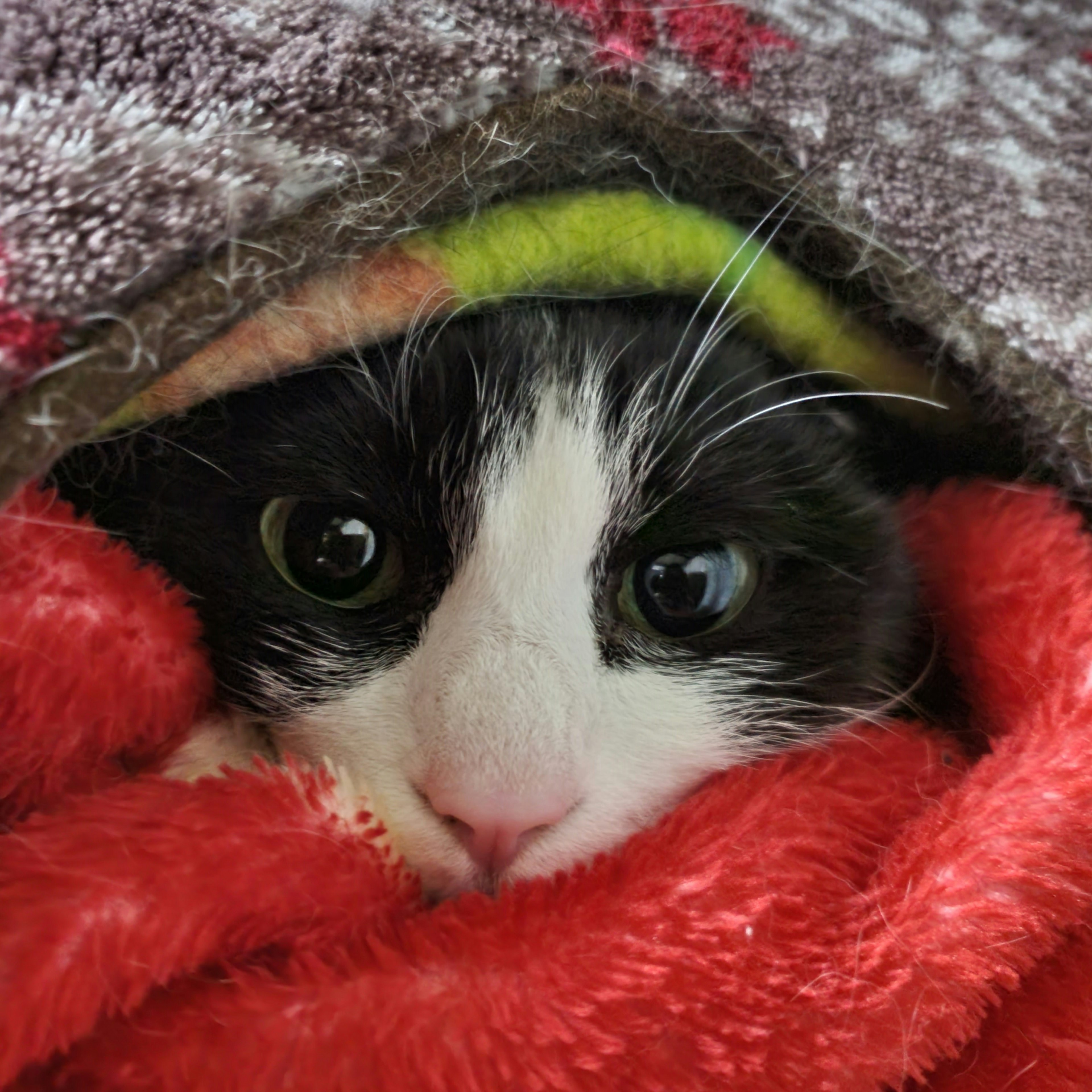 Black and white cat's face wrapped in a cozy blanket