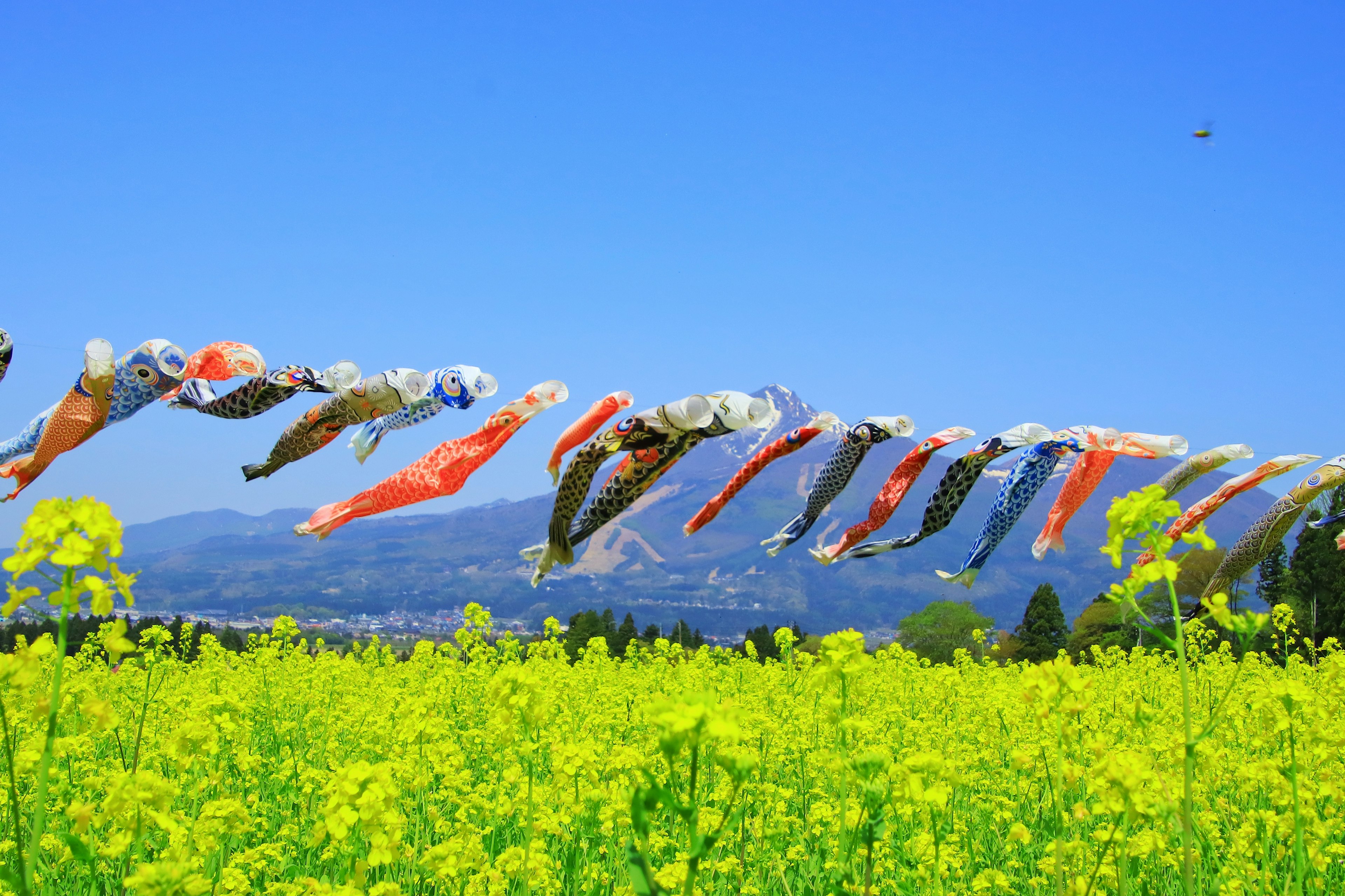 Drapeaux de koi colorés flottant sous un ciel bleu au-dessus d'un champ de fleurs jaunes