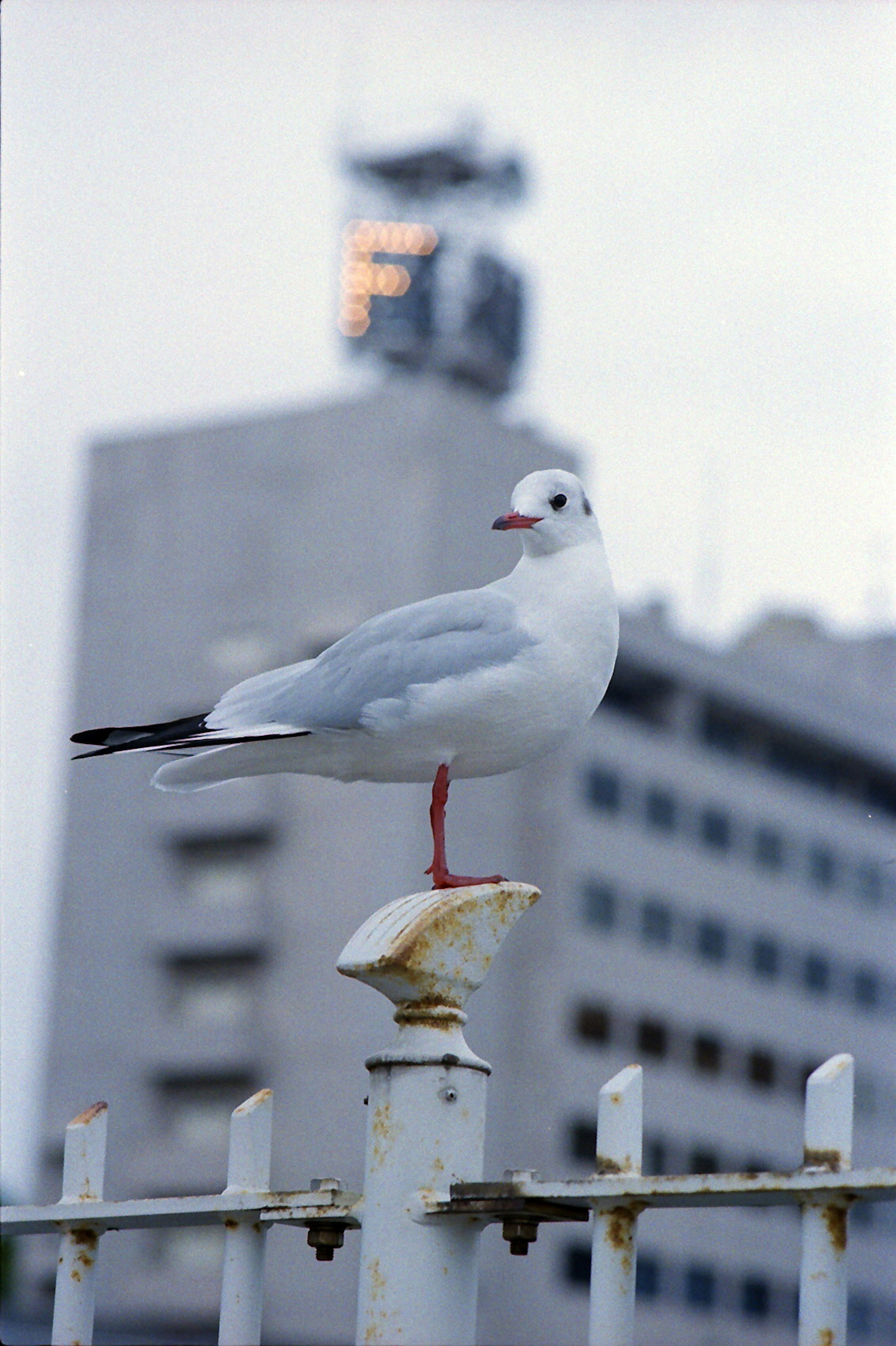 A white seagull standing on a fence with a gray building in the background