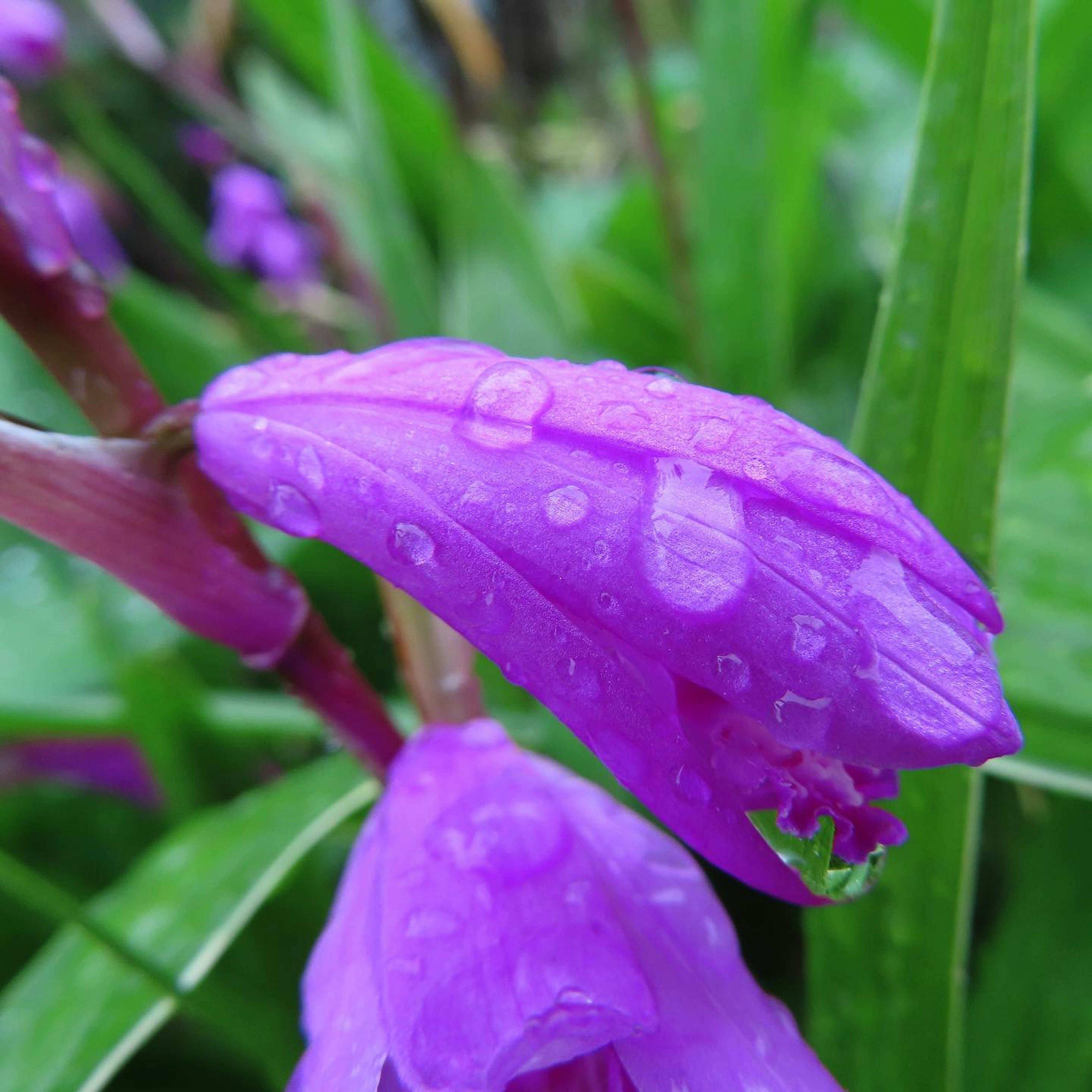 紫色の花びらに水滴がついている鮮やかな花のクローズアップ