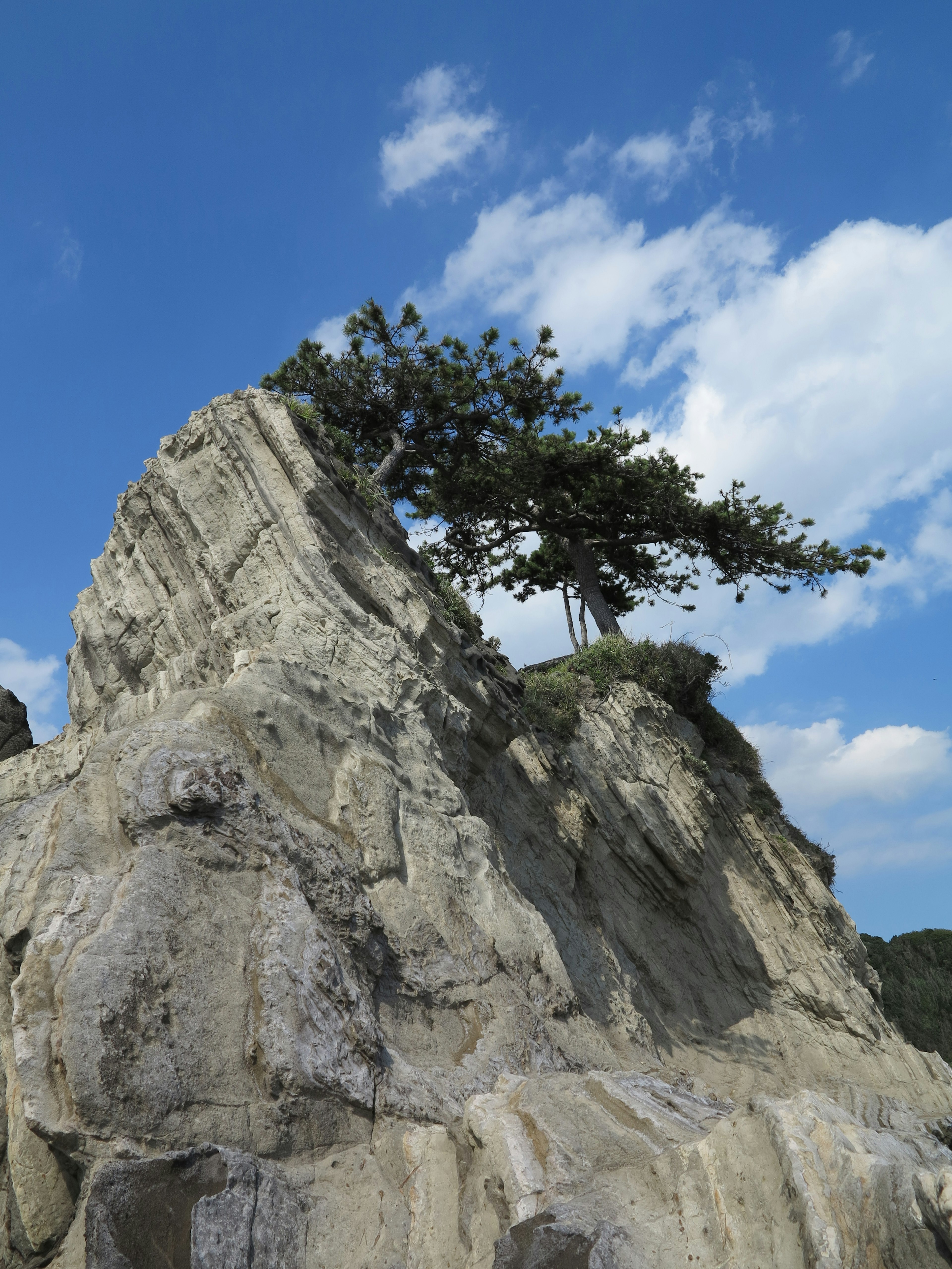 A tree growing on a rock with a blue sky background