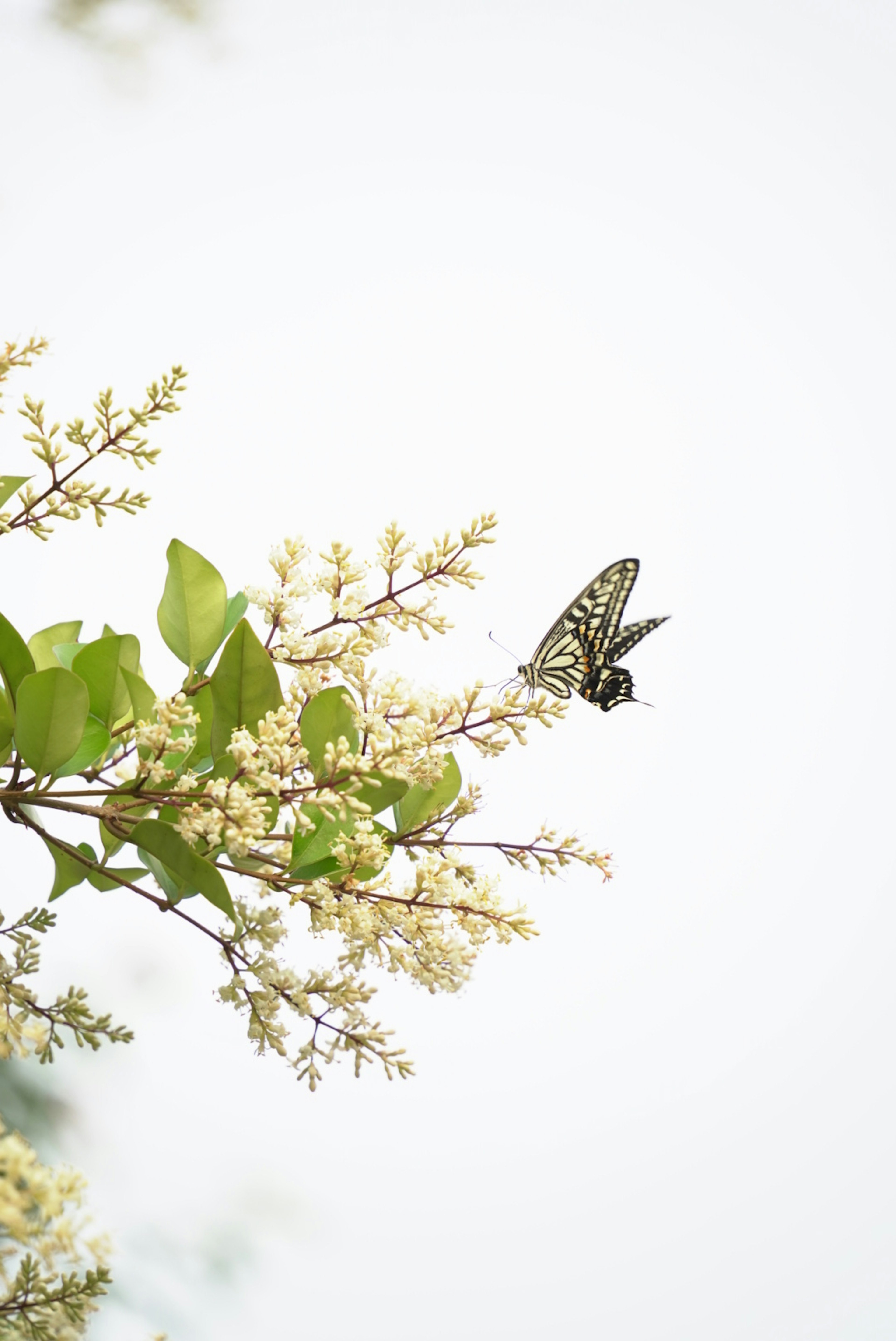 白い背景の花に止まっている蝶