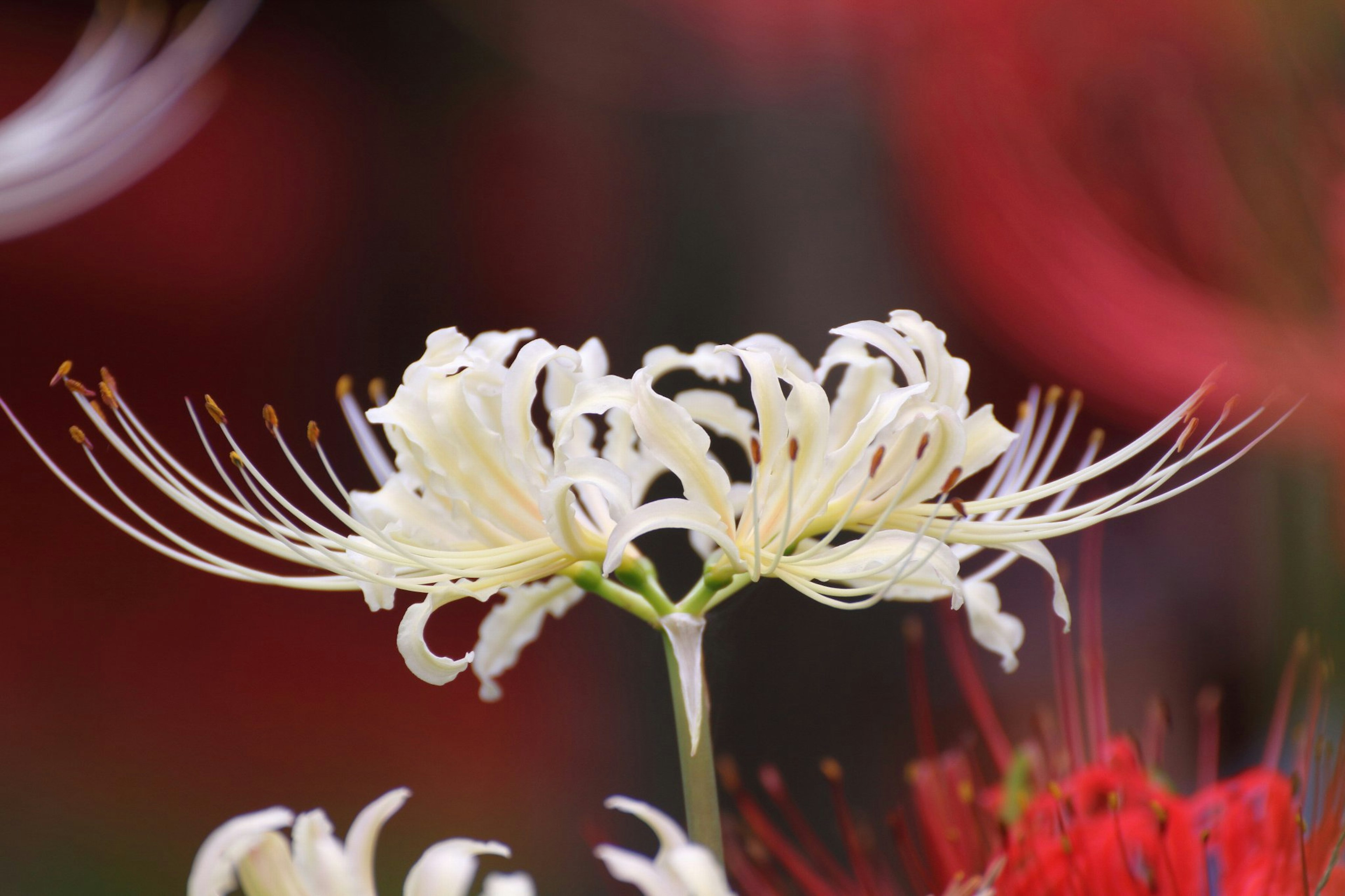 Dua bunga spider lily putih dengan latar belakang bunga merah yang kabur