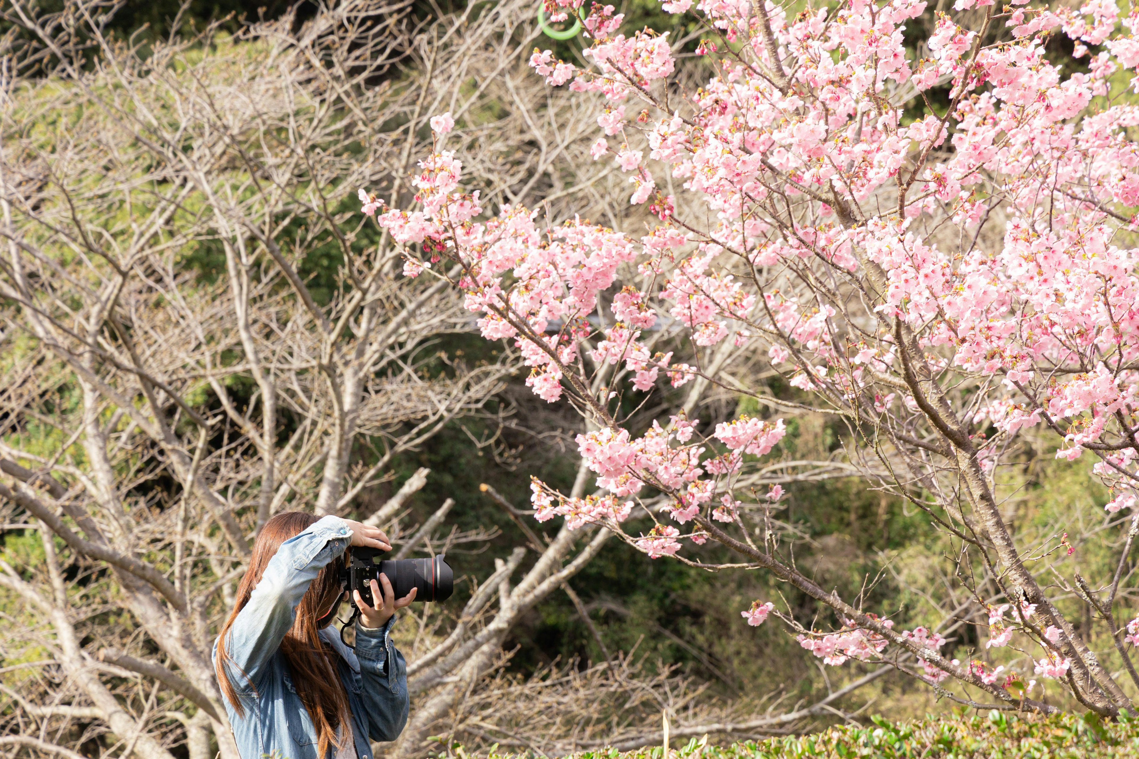 Mujer fotografiando flores de cerezo en primavera