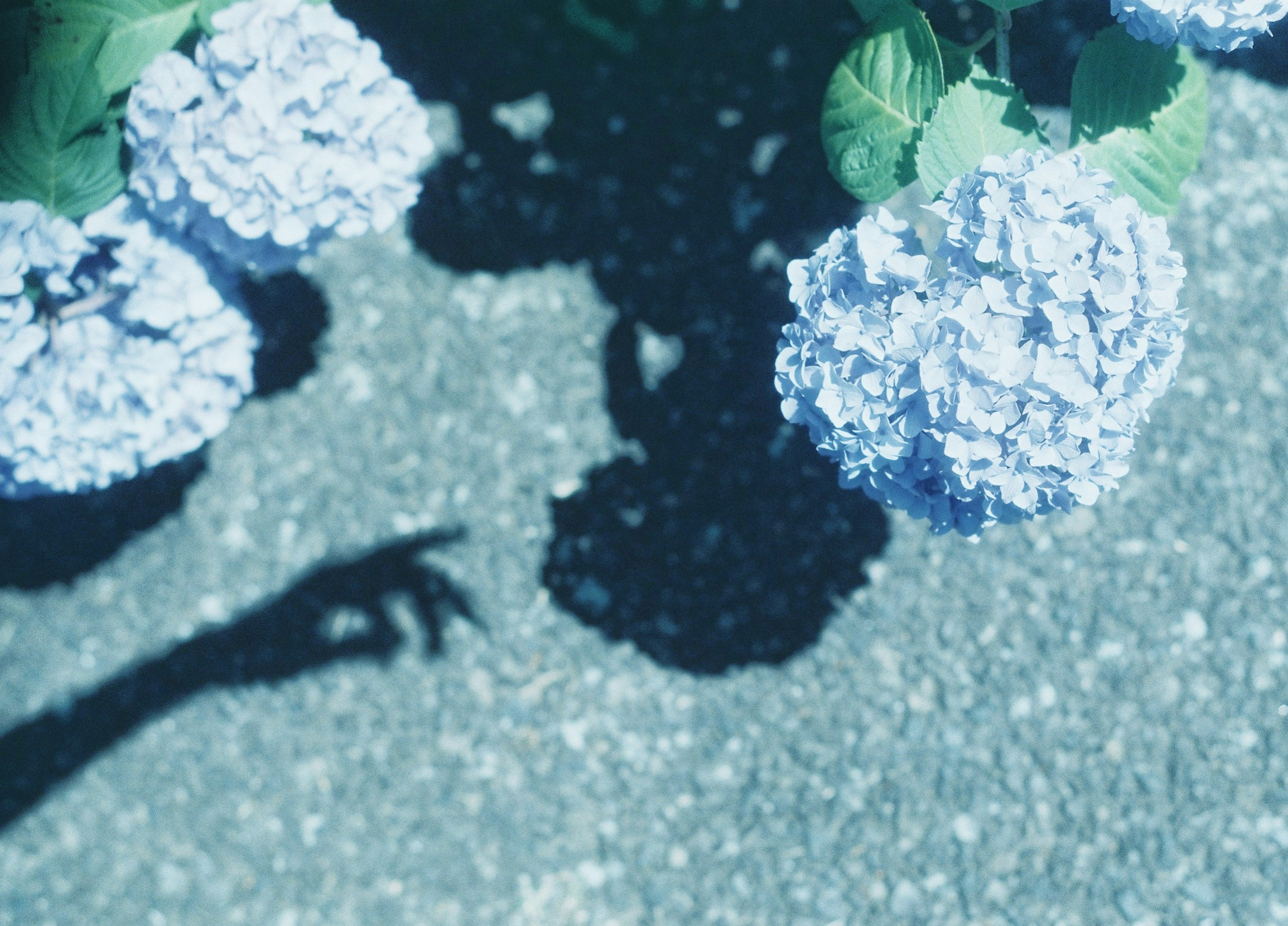 Fleurs d'hortensia bleues projetant des ombres sur un trottoir