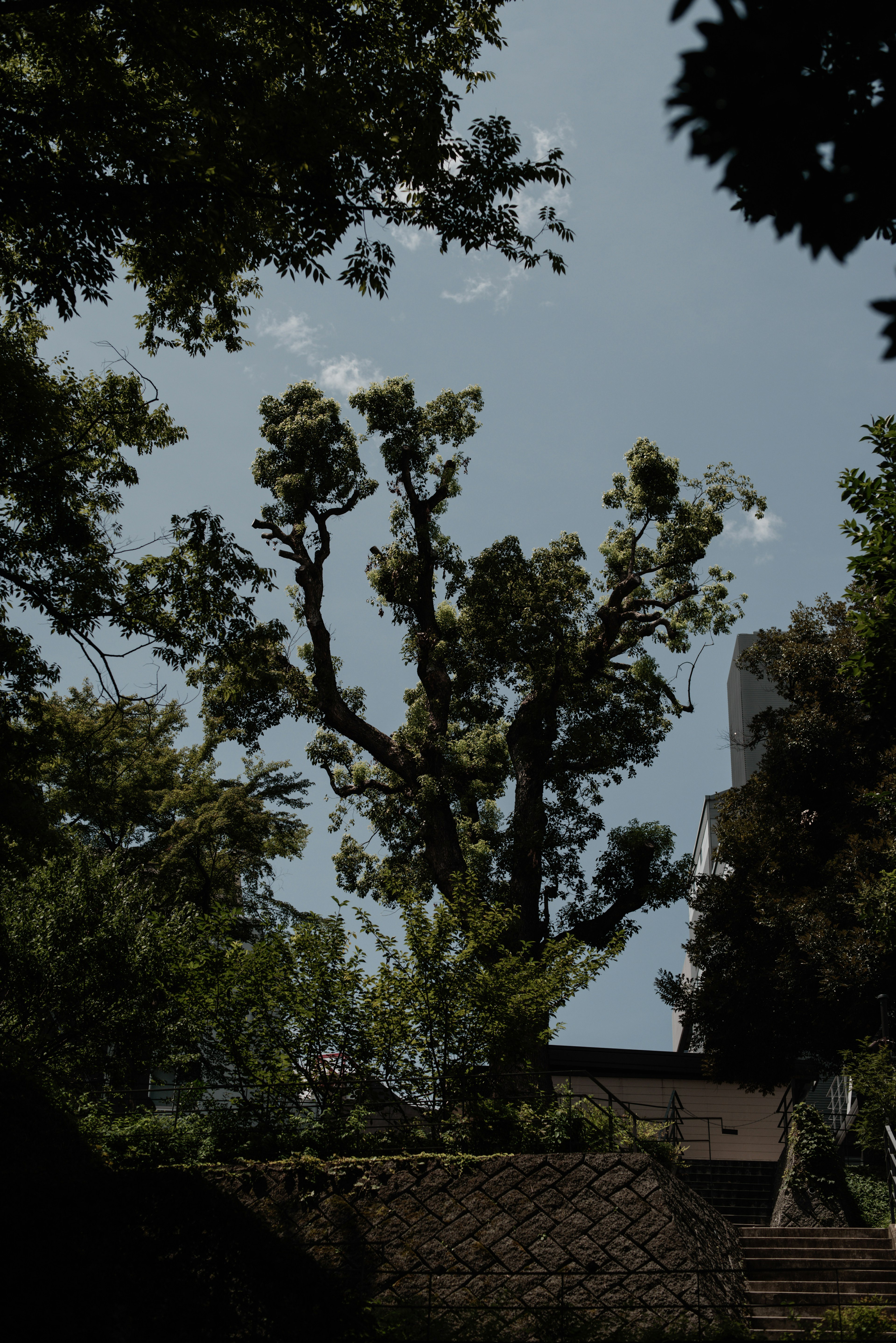 青空の下で葉のない木と緑の植物が見える風景