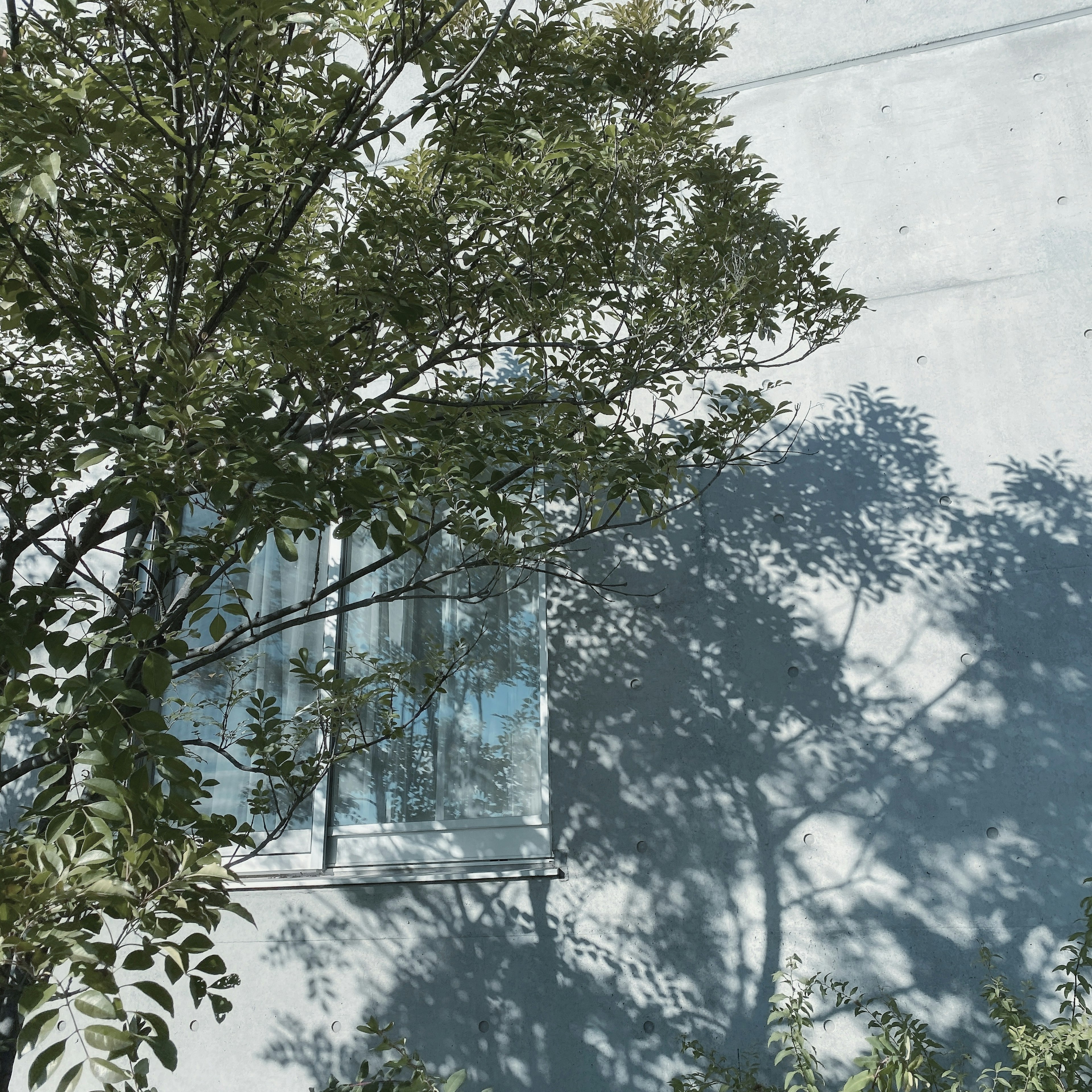 Tree shadow cast on a white wall with a window