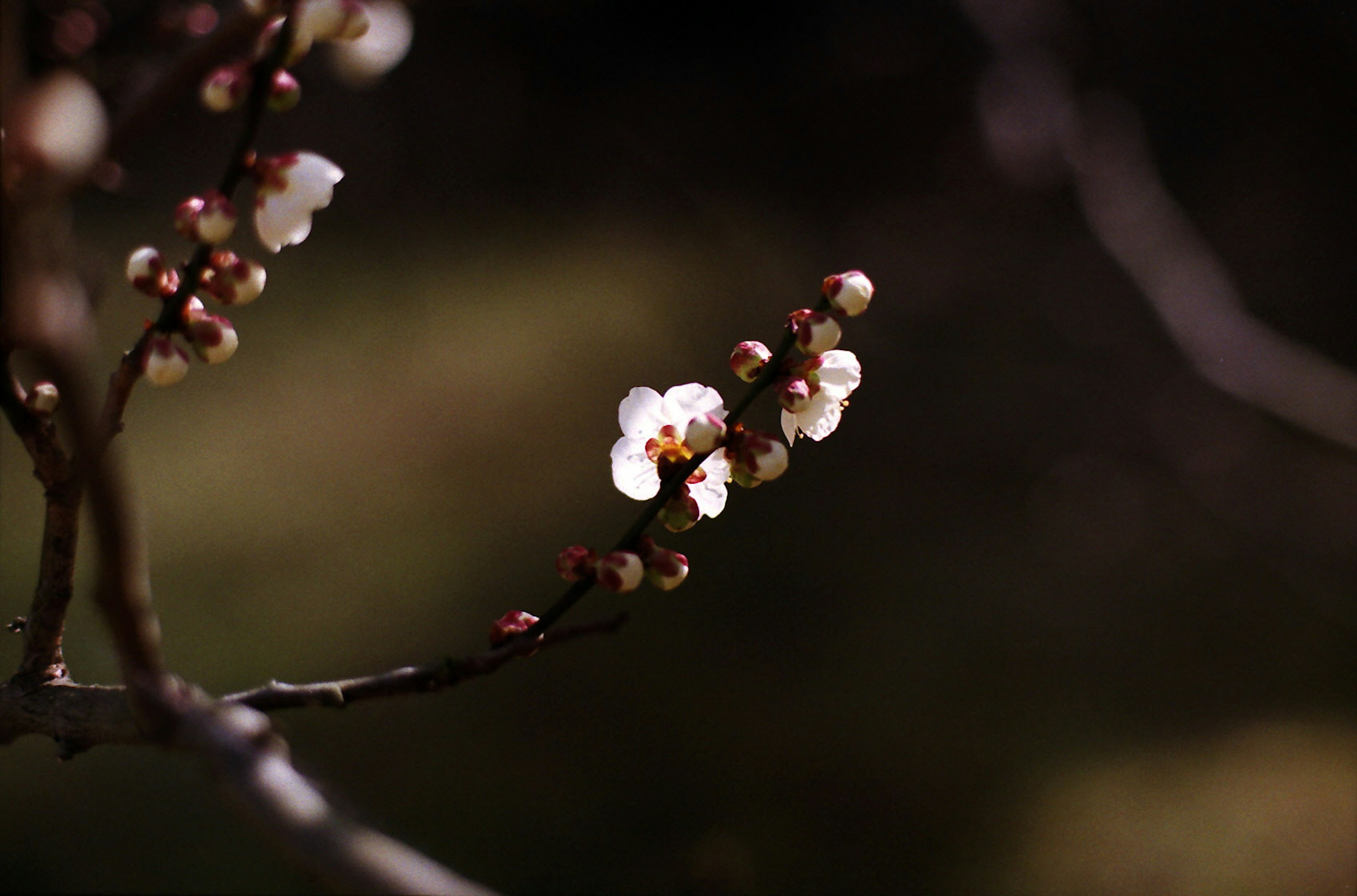 Close-up of a branch with white flowers and buds