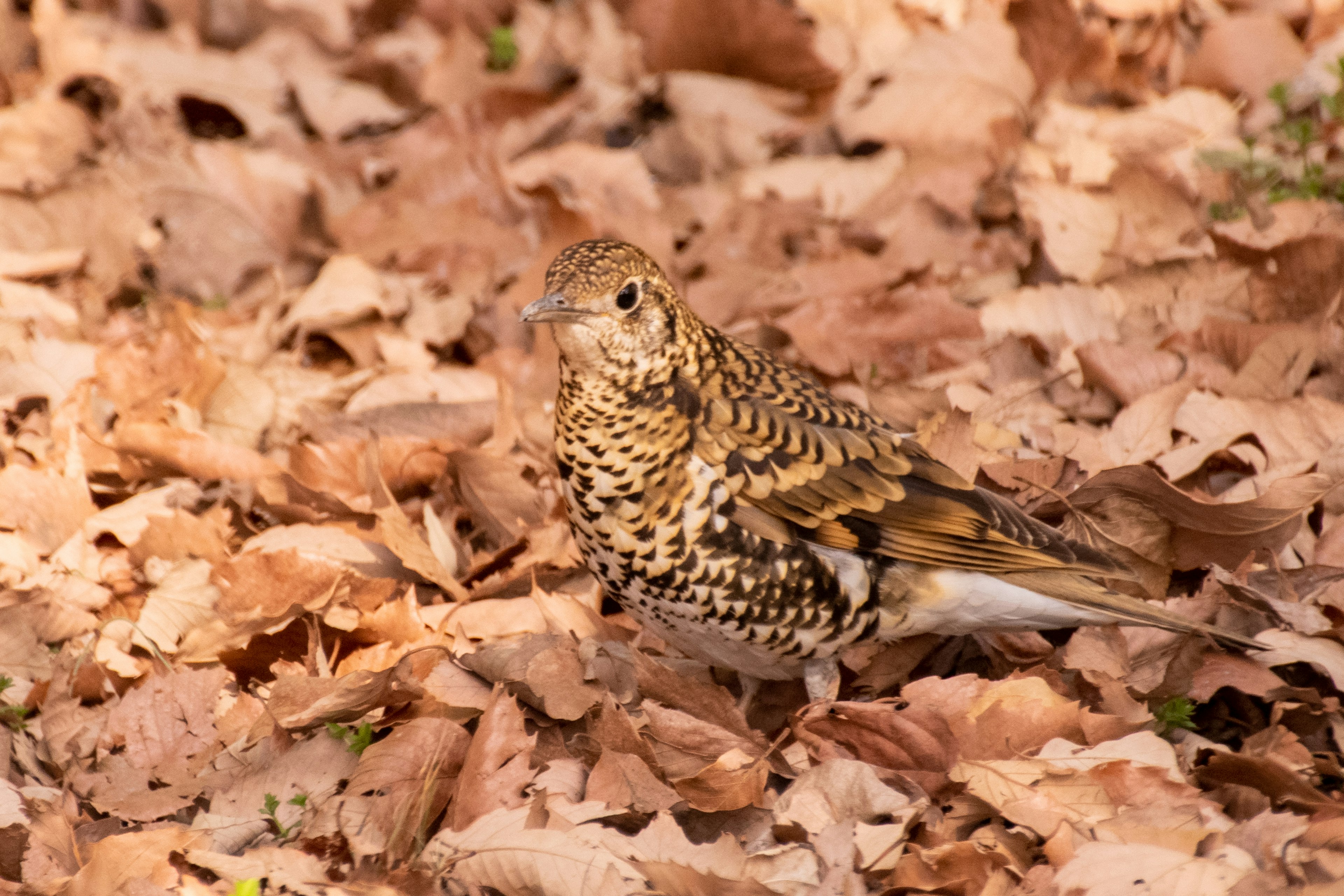 A beautifully patterned bird among fallen leaves