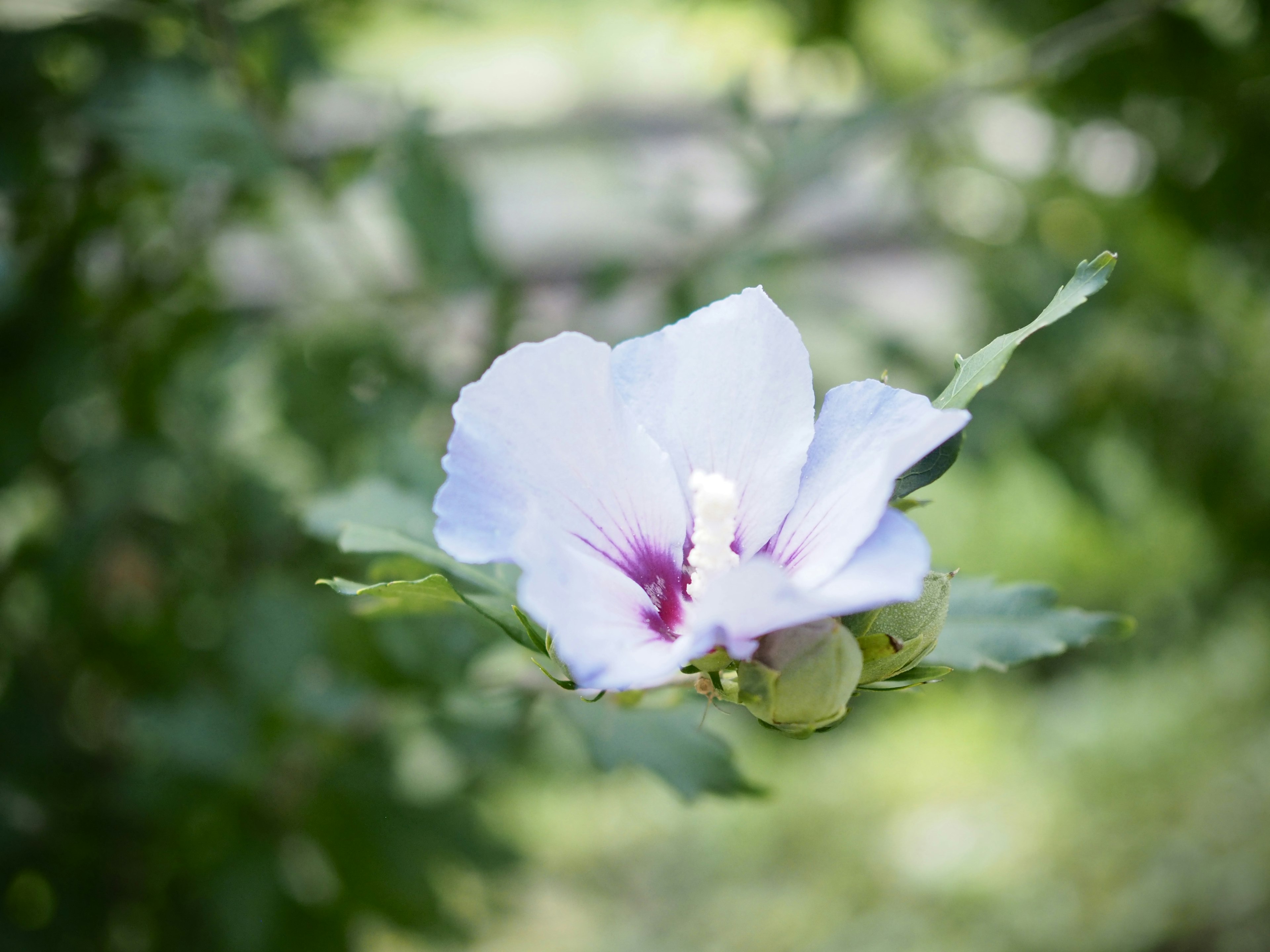 Bella fiore bianco con accenti viola circondata da foglie verdi