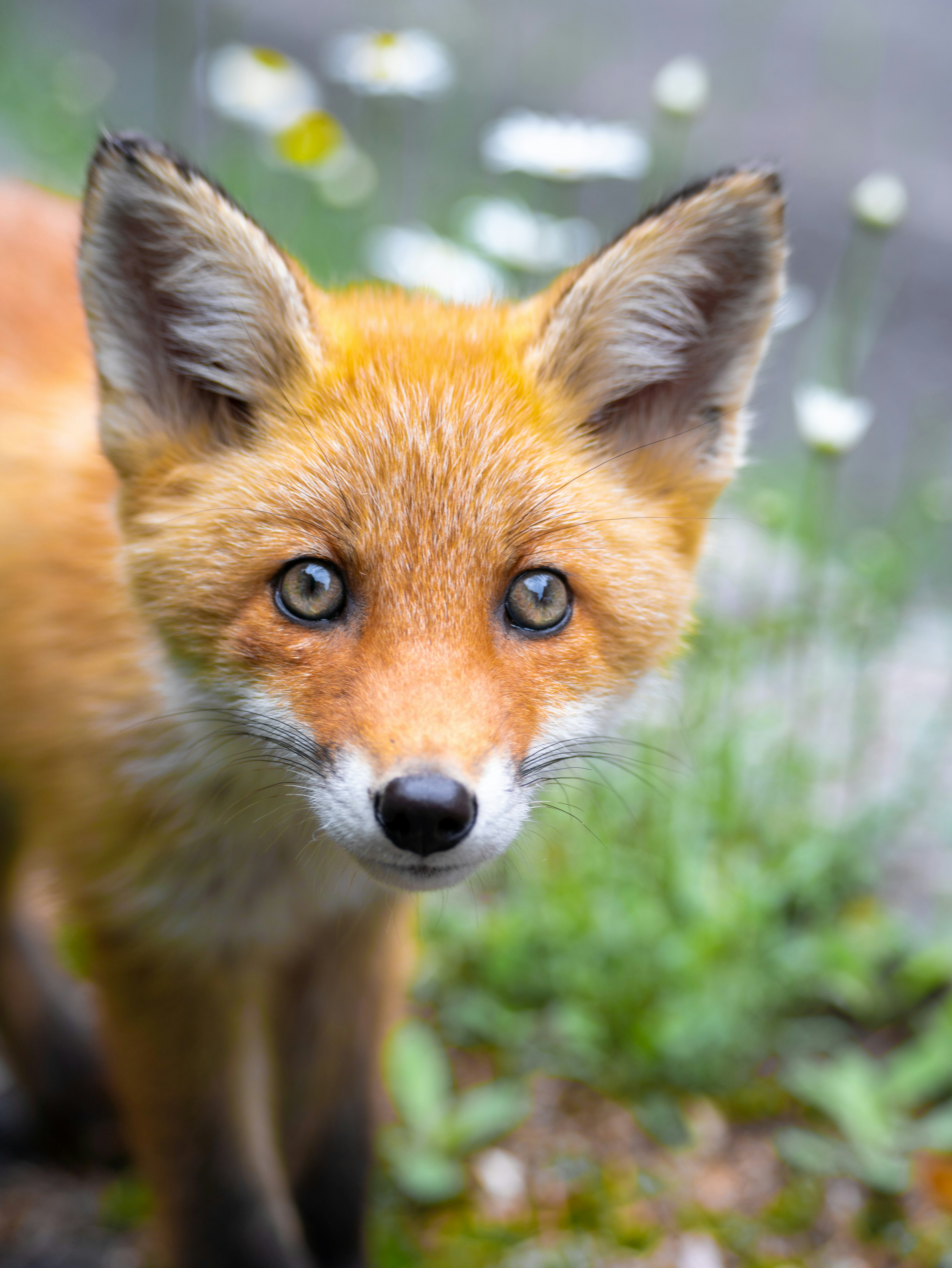 Close-up of a small fox with bright orange fur and striking blue eyes surrounded by white flowers in the background