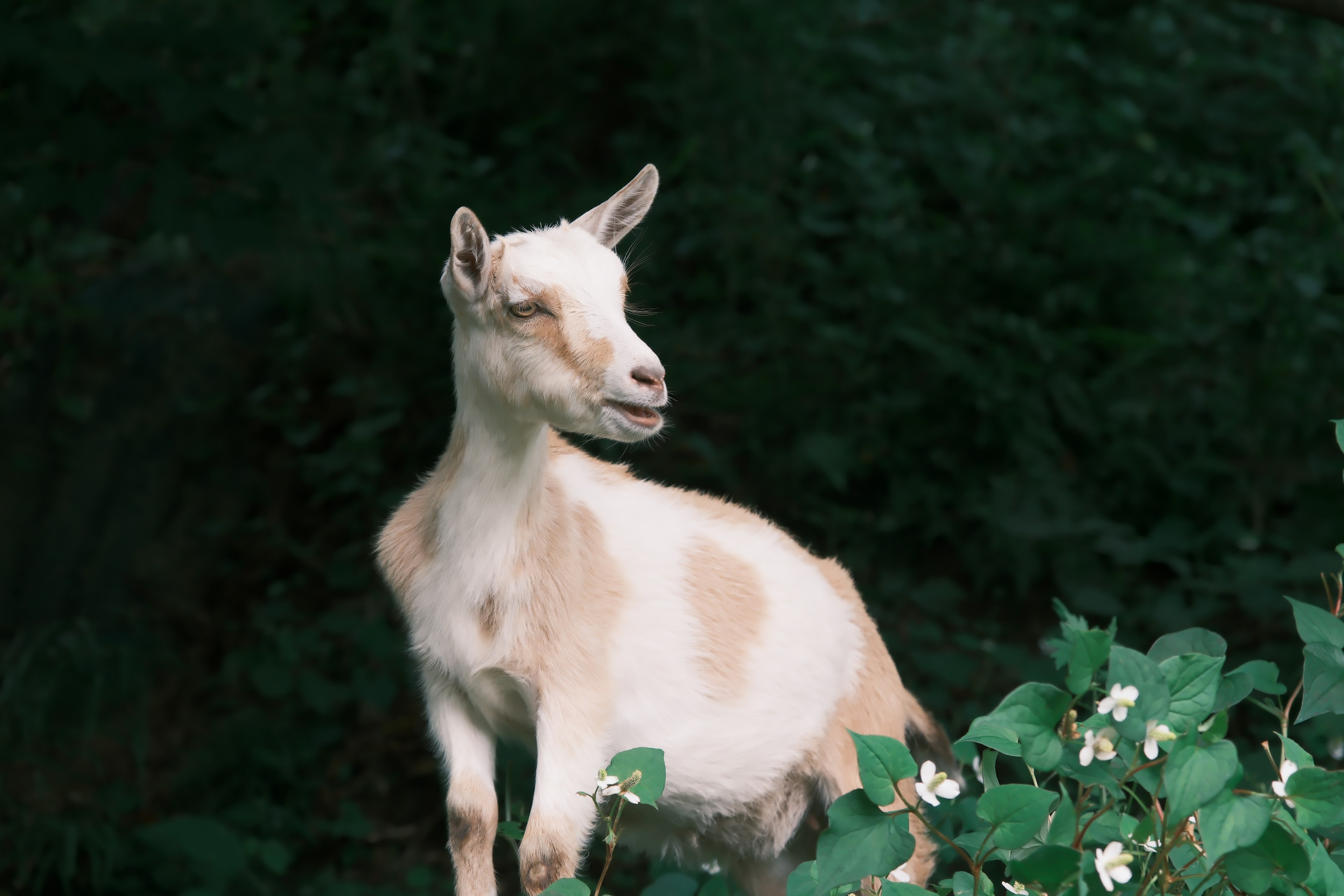 Une petite chèvre blanche se tenant devant des plantes vertes