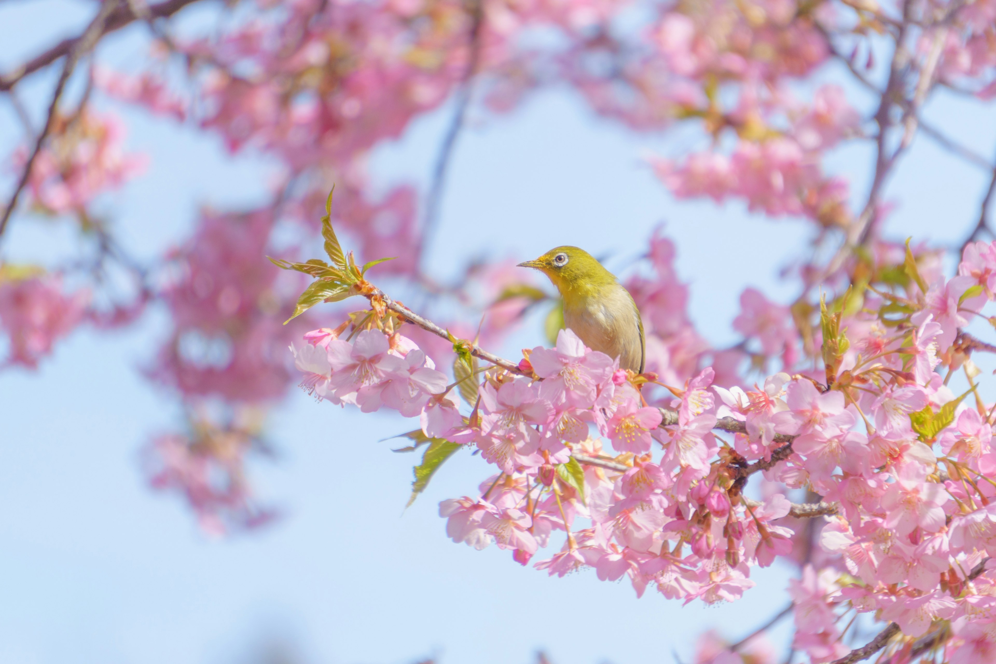 Seekor burung kecil bertengger di antara bunga sakura merah muda menciptakan pemandangan musim semi yang indah