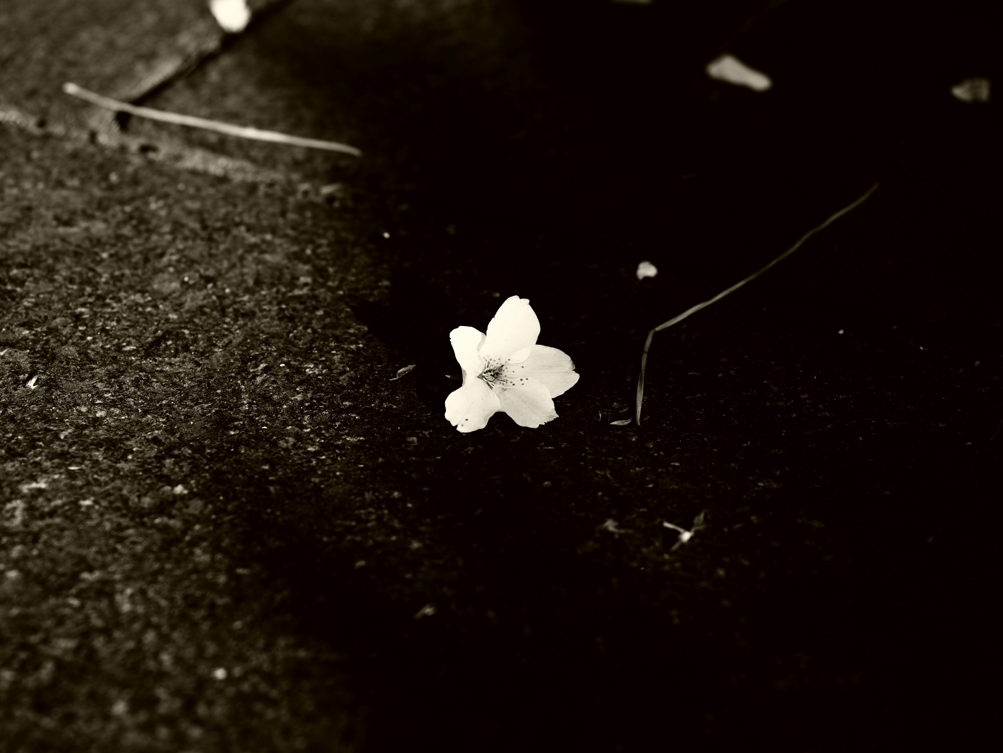 Primer plano de un pétalo de flor blanca sobre un fondo oscuro