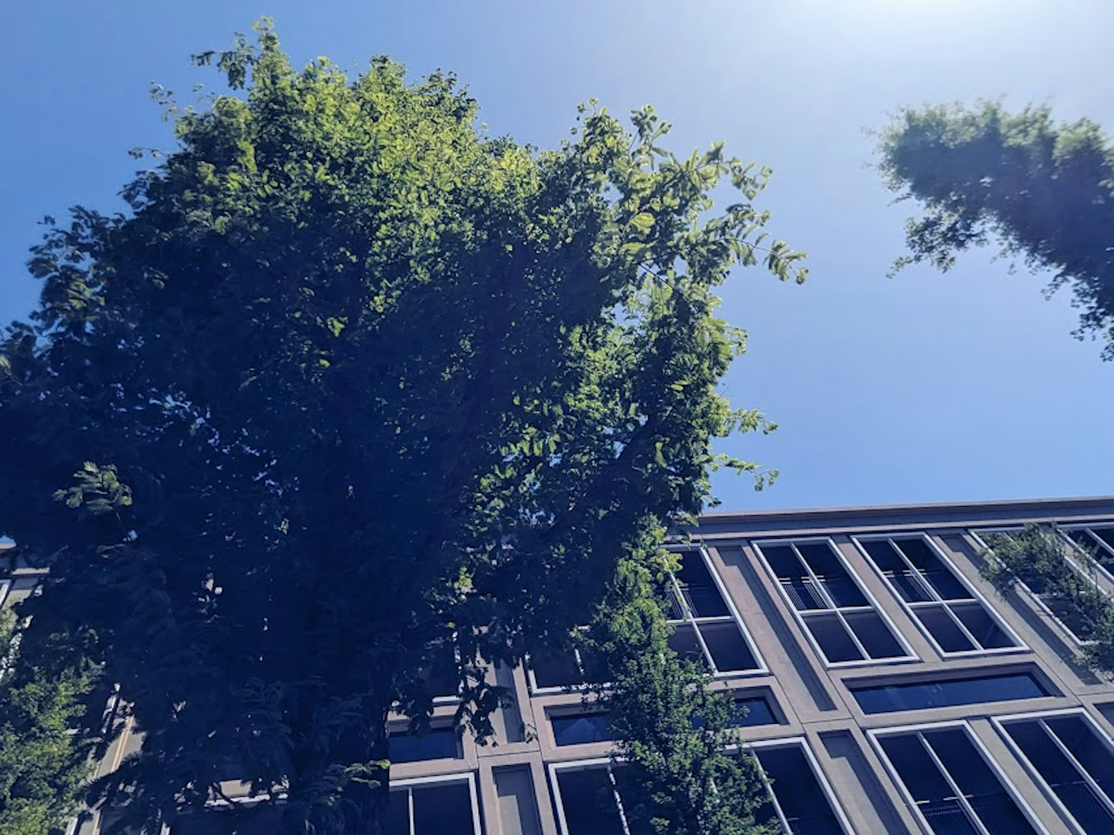 Trees under a clear blue sky with a modern building