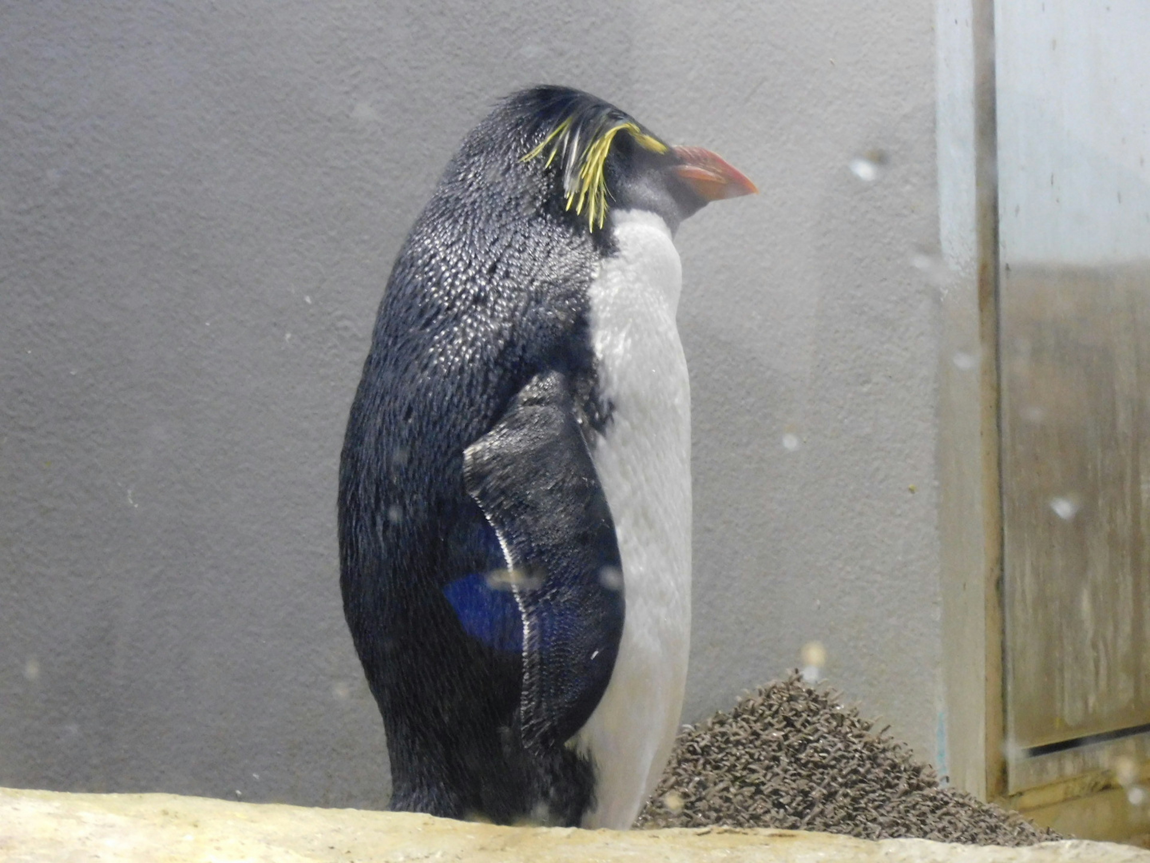 Profilo di un pinguino reale in un acquario