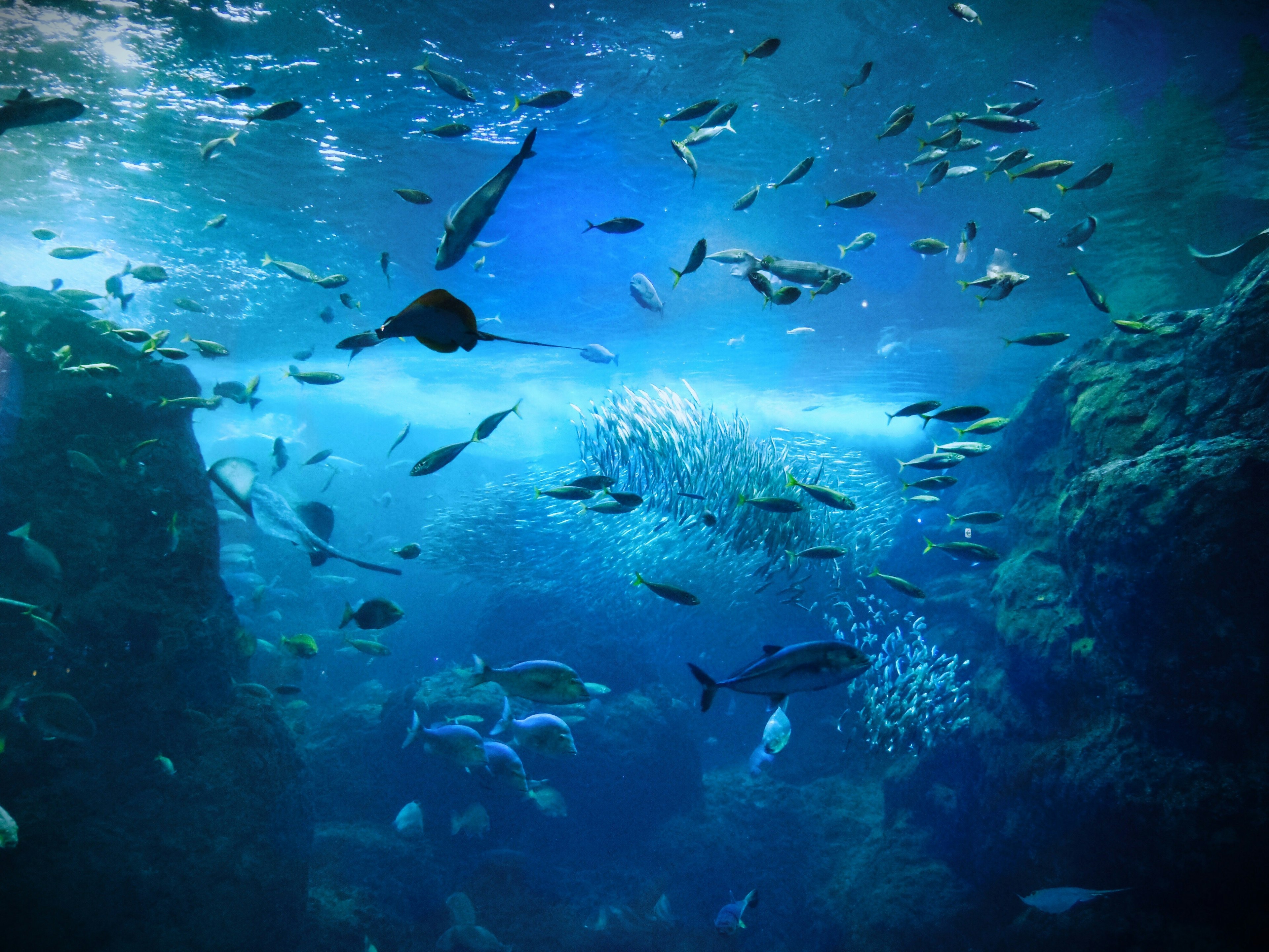 A vibrant underwater scene featuring various fish swimming in deep blue water alongside rocky formations