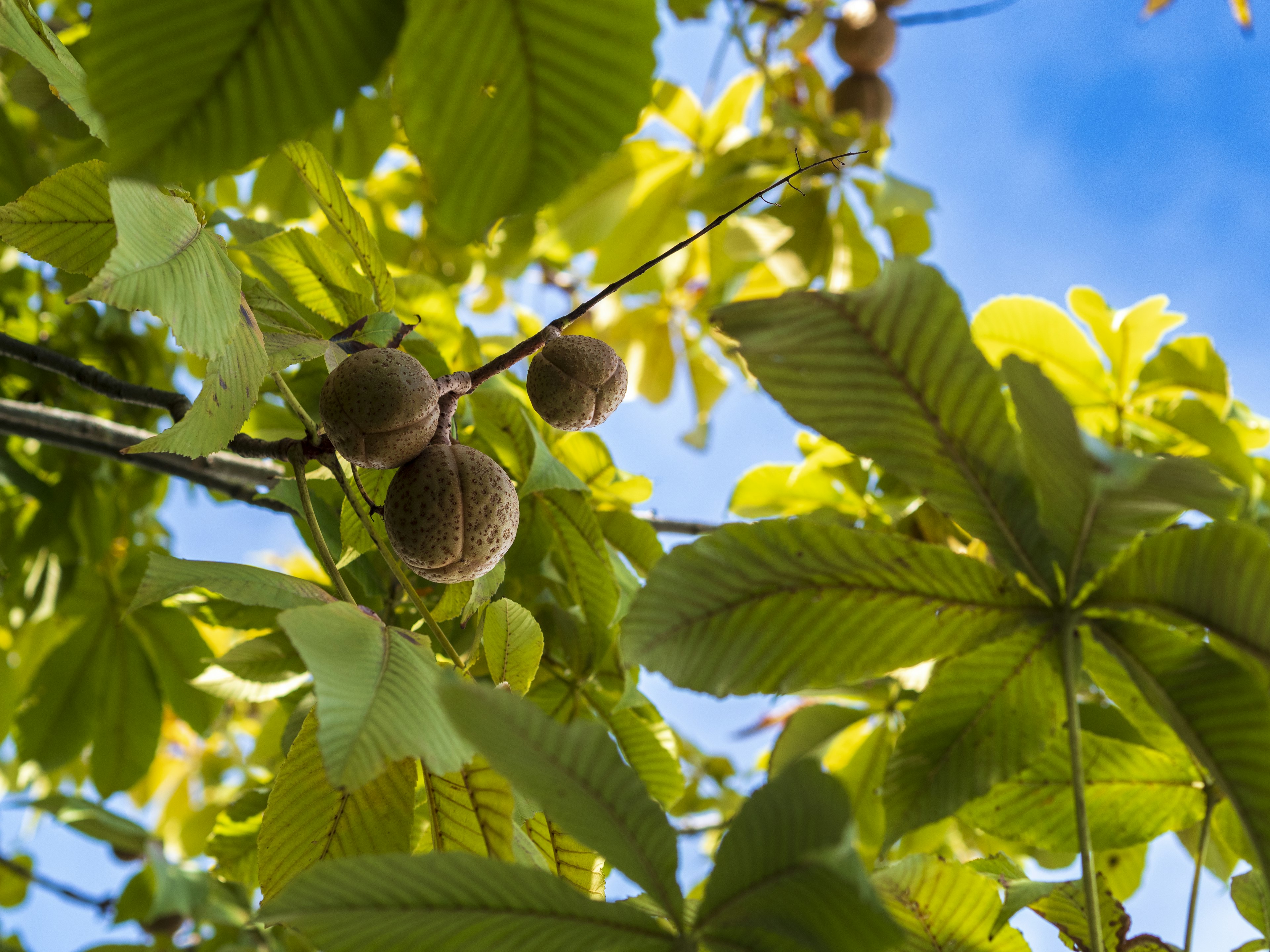 Hojas y frutos de un castaño bajo un cielo azul