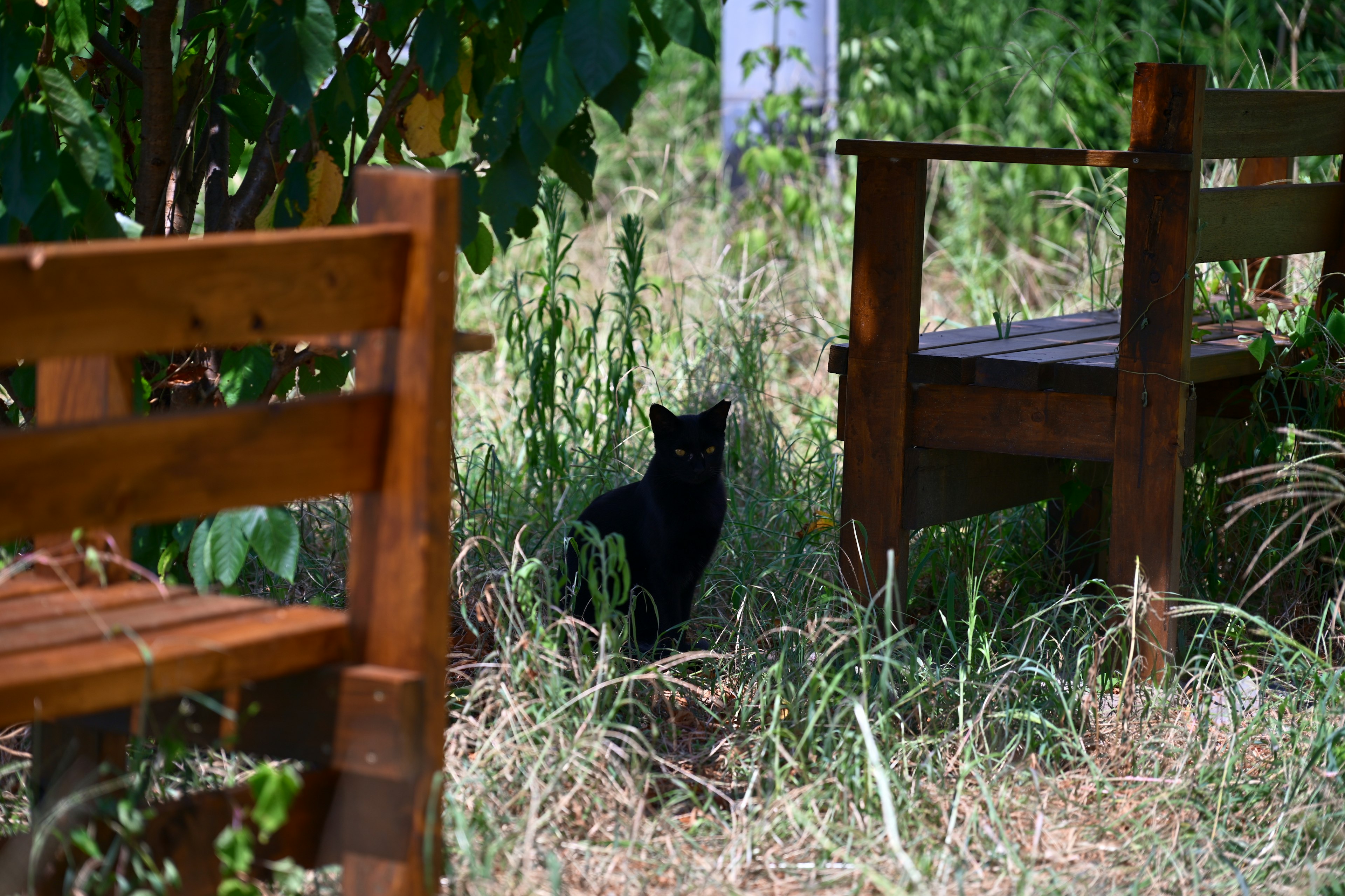 Eine schwarze Katze im hohen Gras mit Holzstühlen in der Nähe