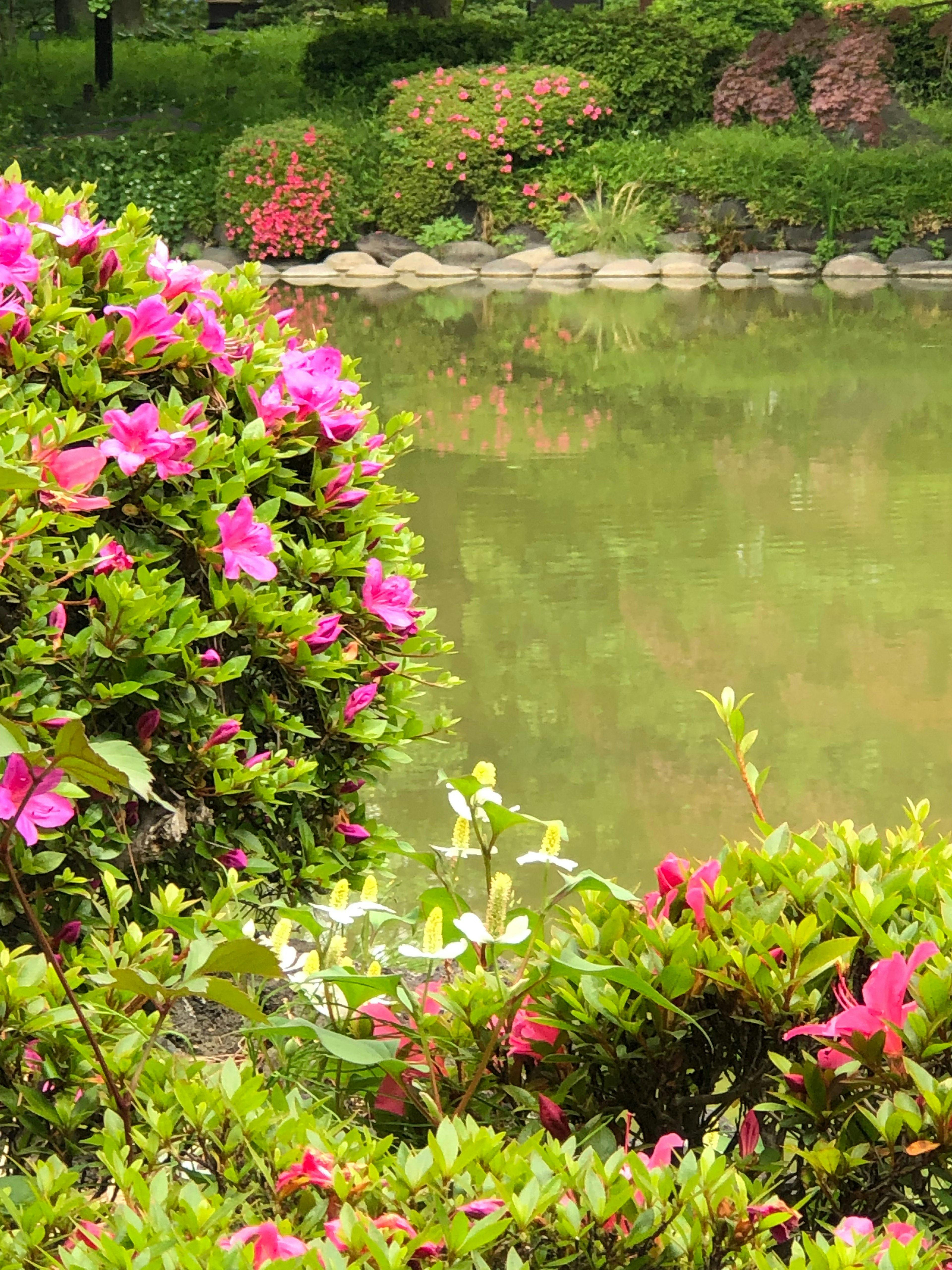 宁静池塘附近盛开的鲜艳粉色花朵和绿色植物