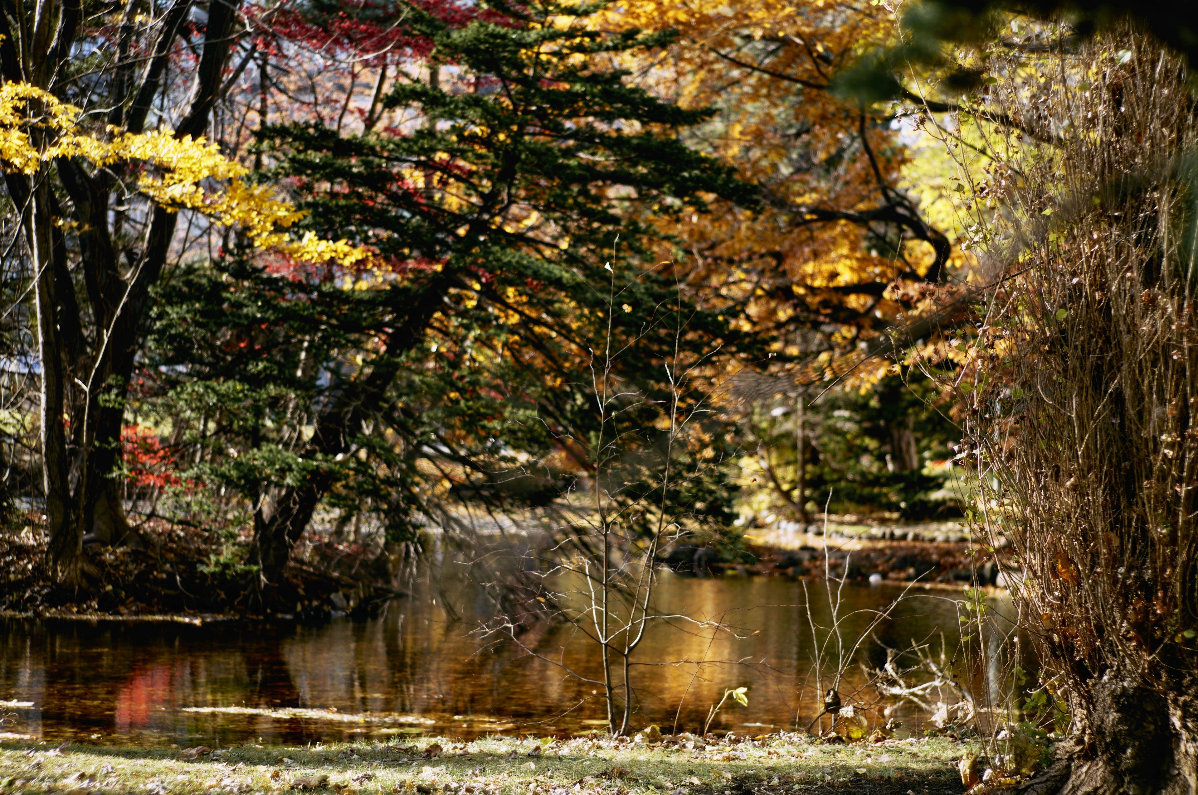 Beautiful autumn landscape featuring colorful trees and a serene pond