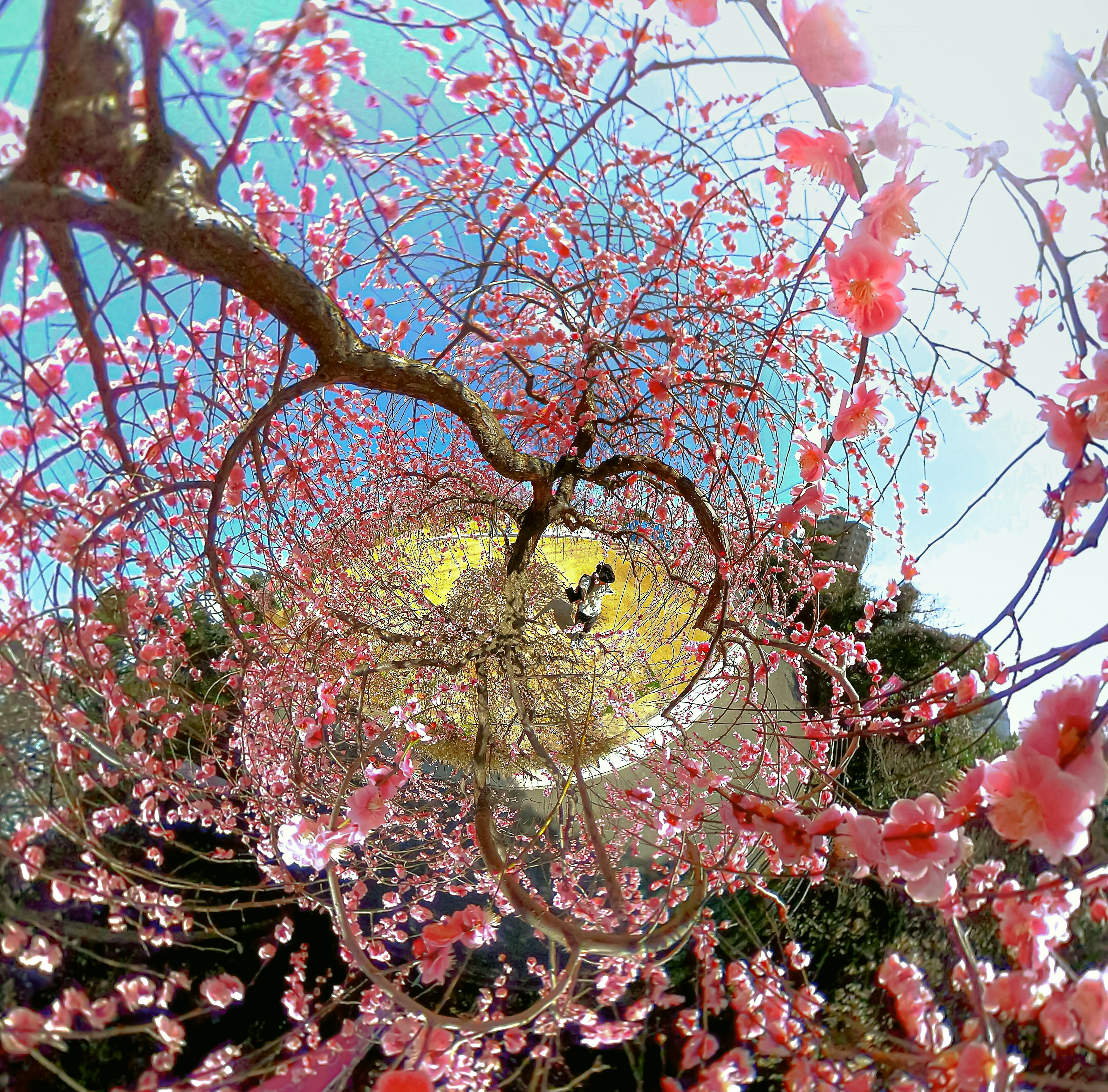 Eine schöne Aussicht von unter einem blühenden Kirschbaum mit rosa Blüten vor einem blauen Himmel und einem gelben Boden