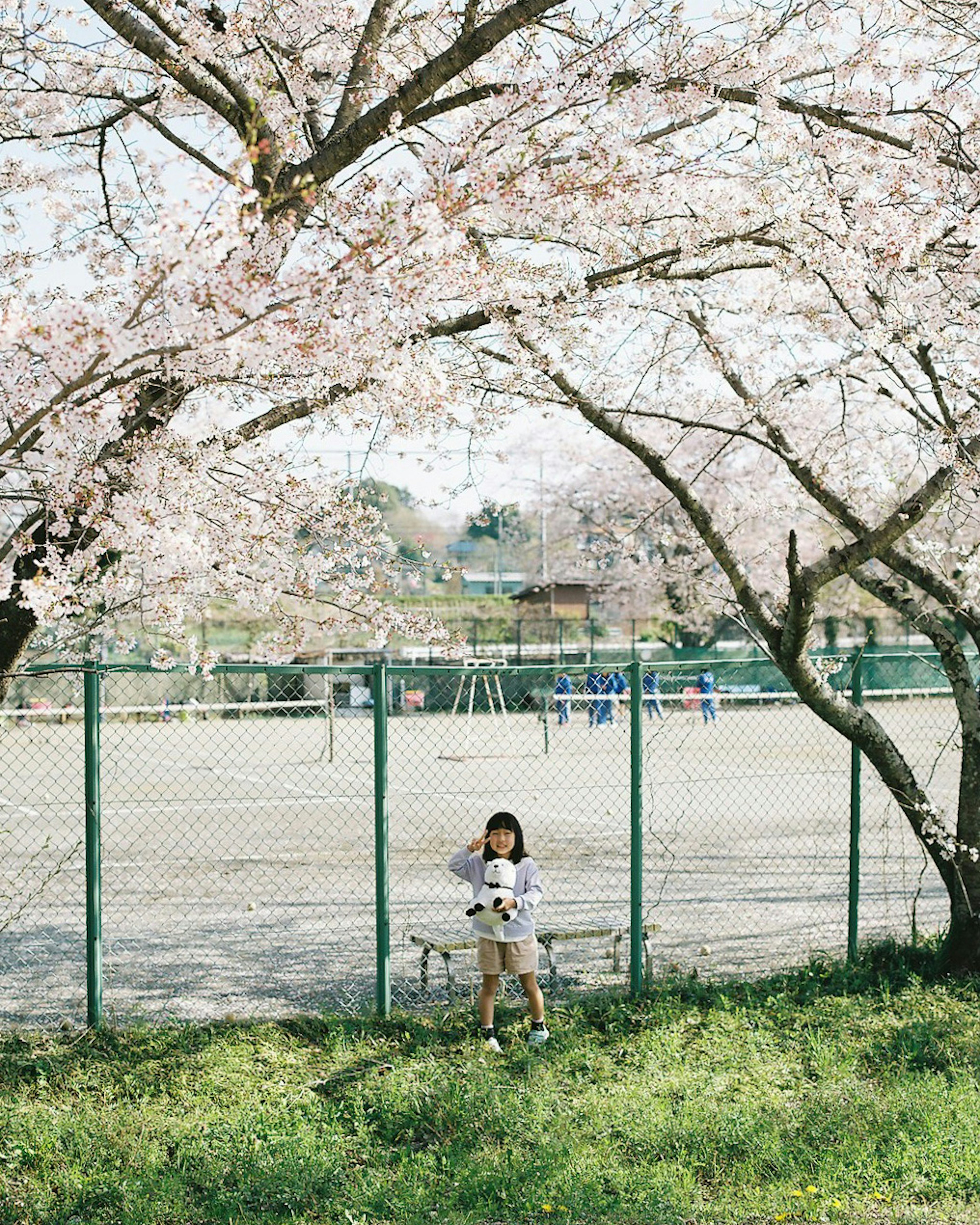 Niño jugando bajo un árbol de cerezo con un parque infantil al fondo