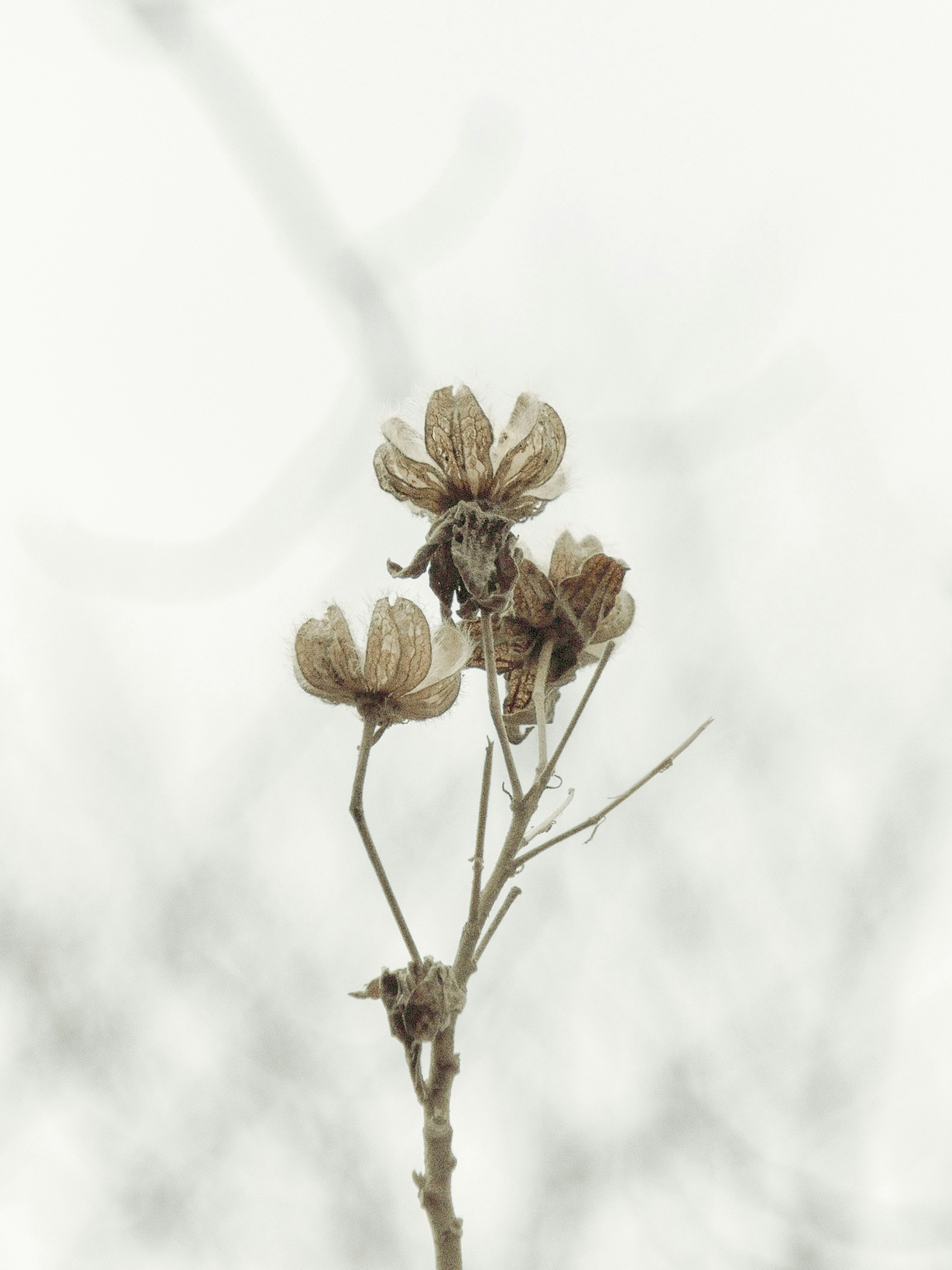 Flores secas sobre un fondo suave